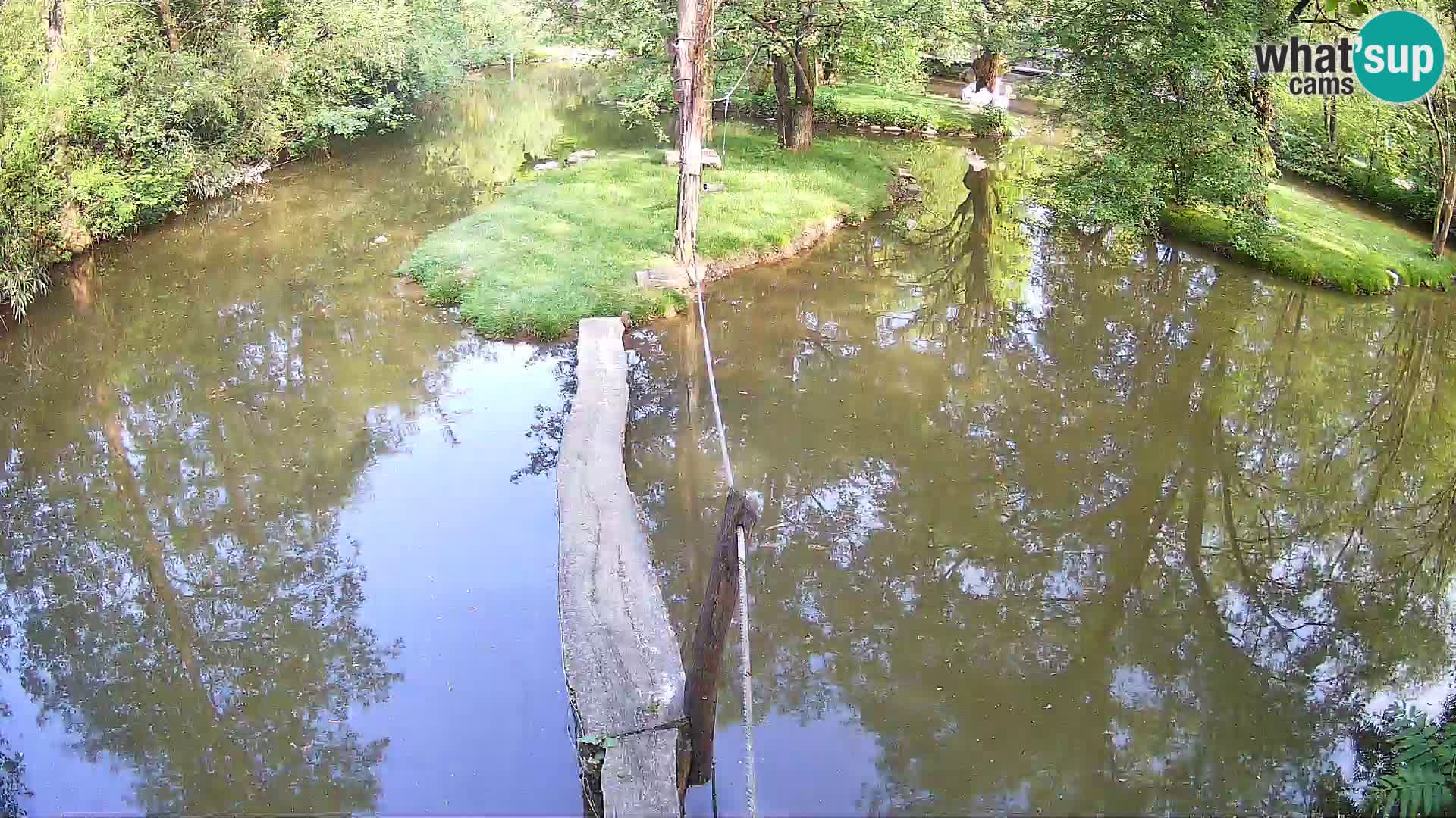 Navadni vari u živo – Ljubljana zoo