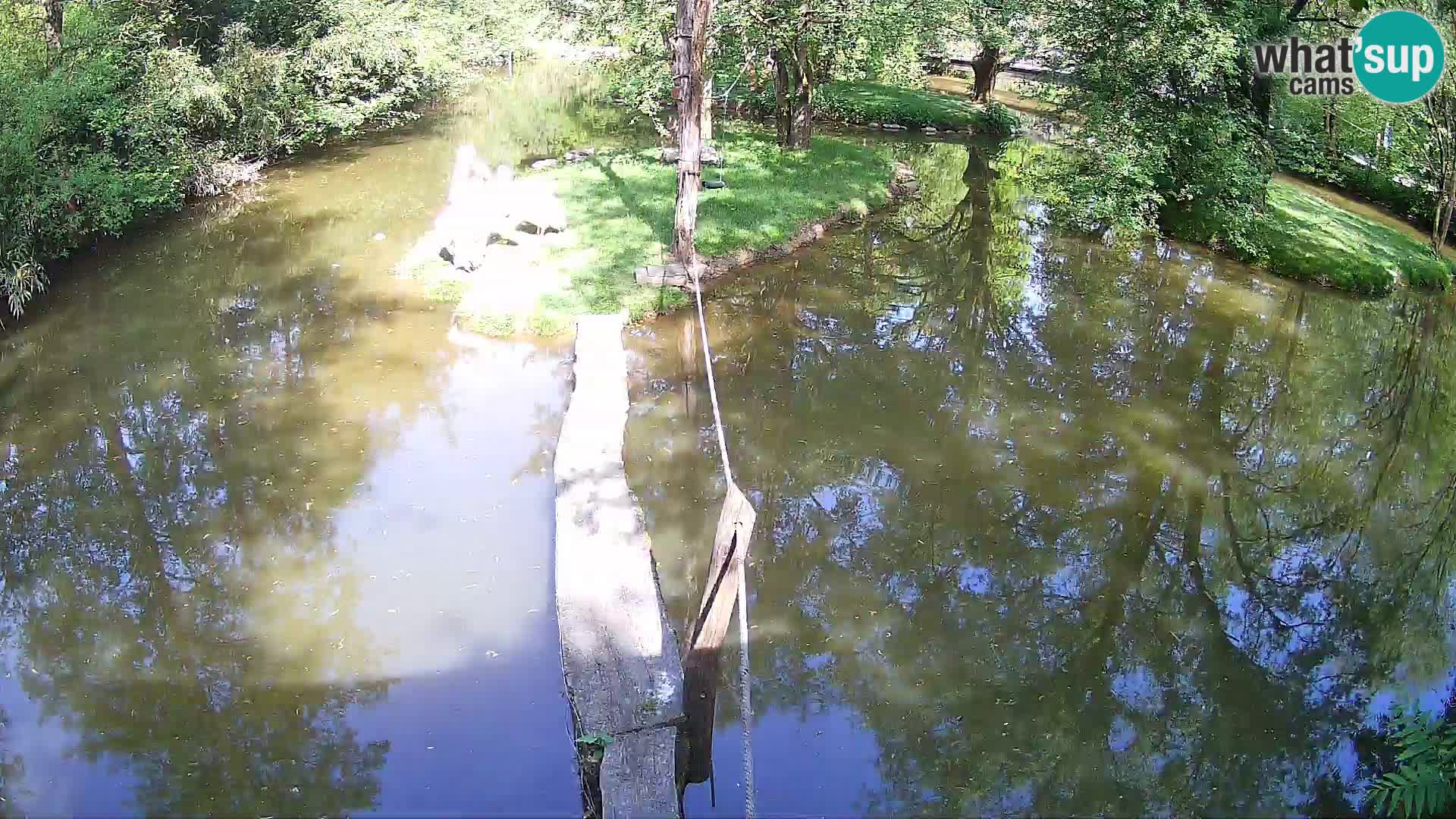 Vari noir et blanc – Ljubljana ZOO  livecam