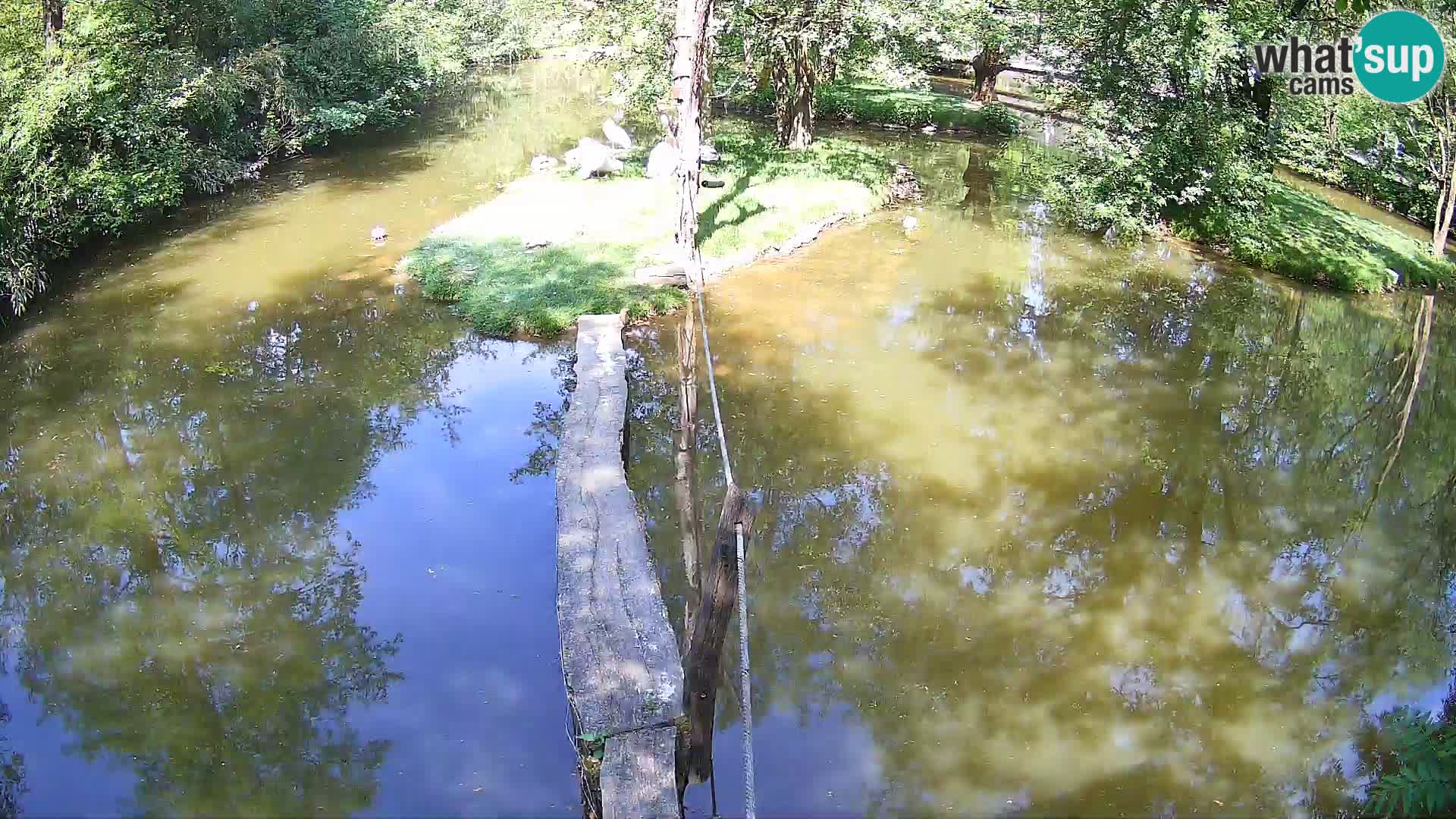Navadni vari v živo – Ljubljana živalski vrt