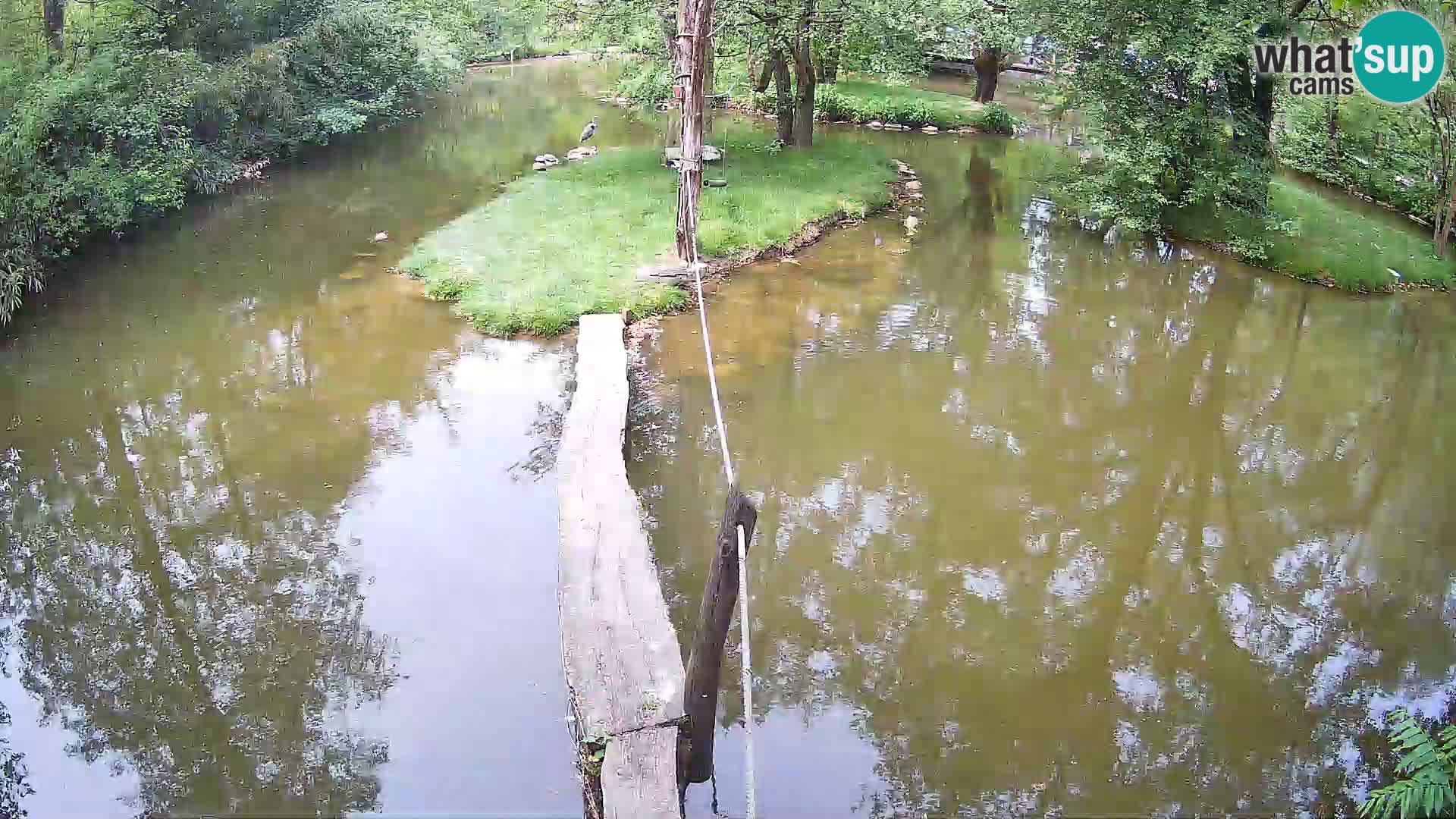 Schwarzweiße Vari Zoo Ljubljana webcam