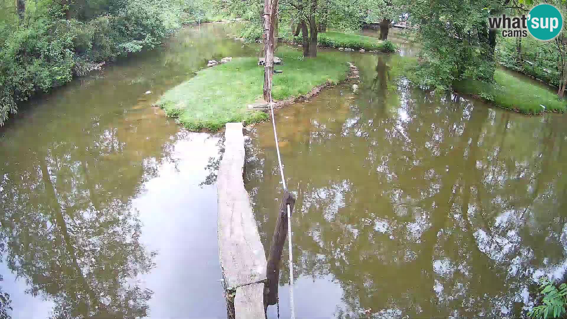 Schwarzweiße Vari Zoo Ljubljana webcam
