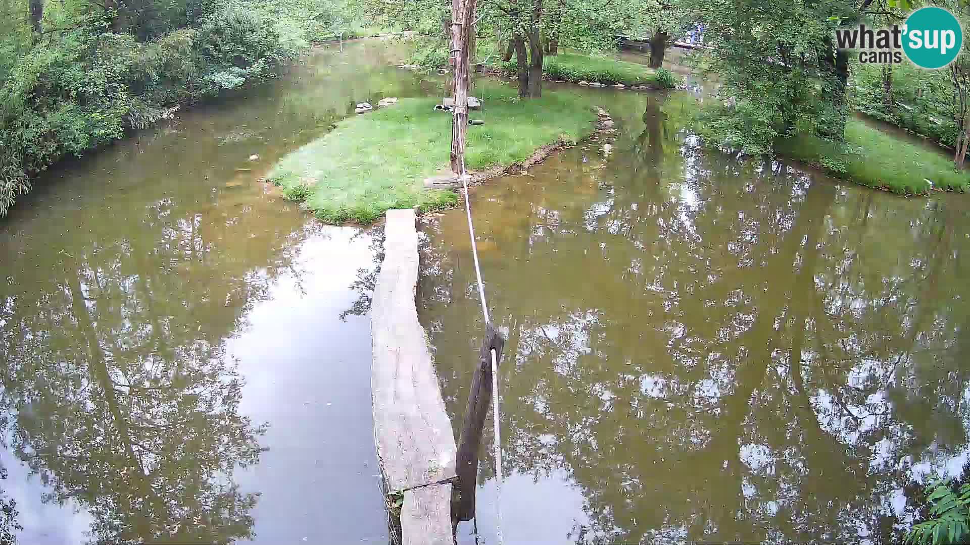 Schwarzweiße Vari Zoo Ljubljana webcam