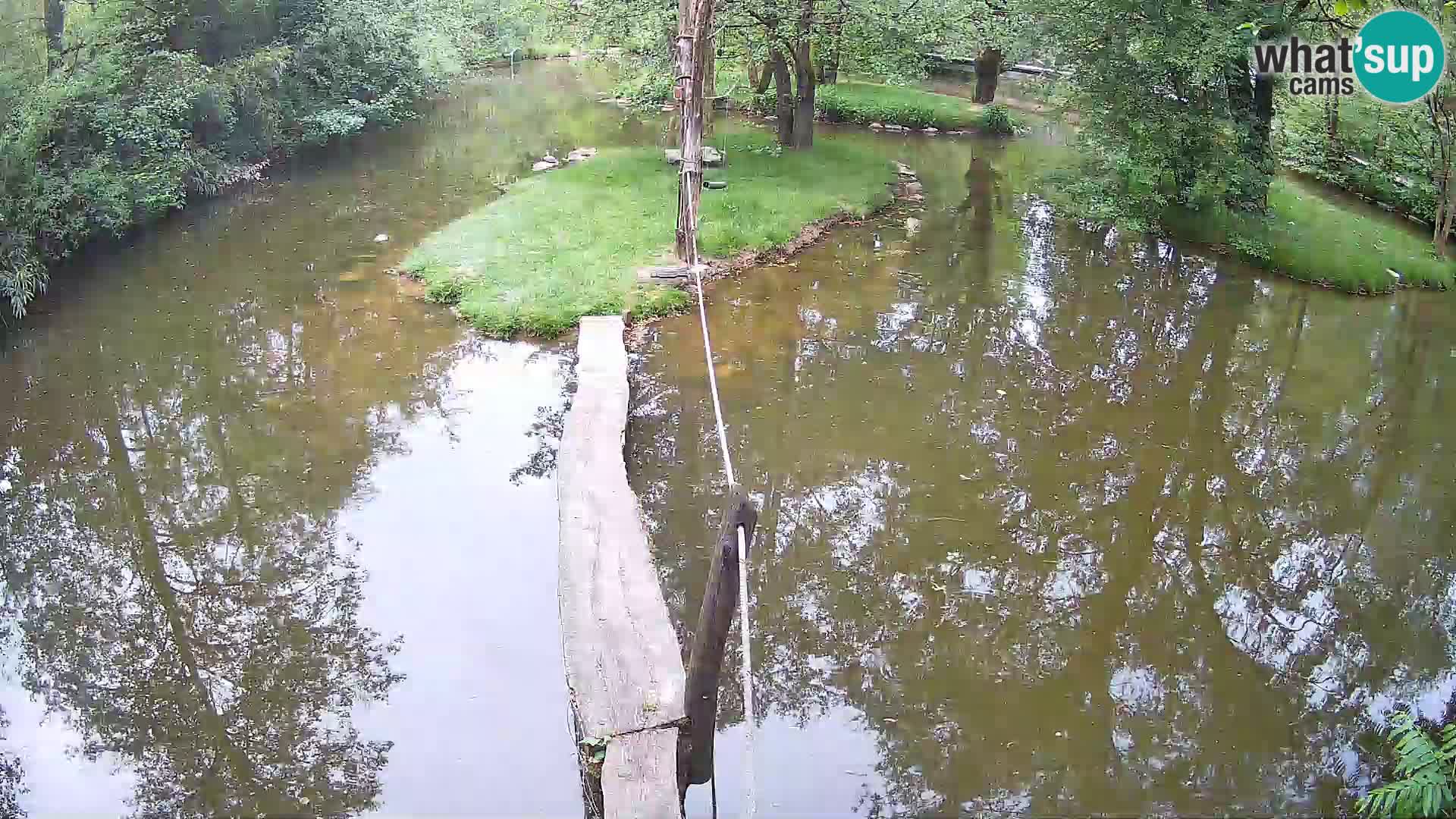 Vari bianconero Zoo Ljubljana webcam