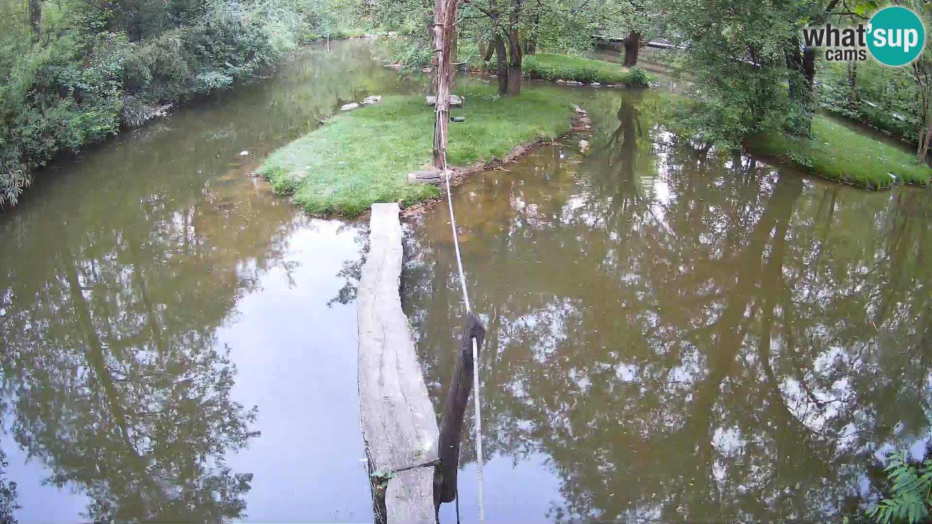 Vari bianconero Zoo Ljubljana webcam