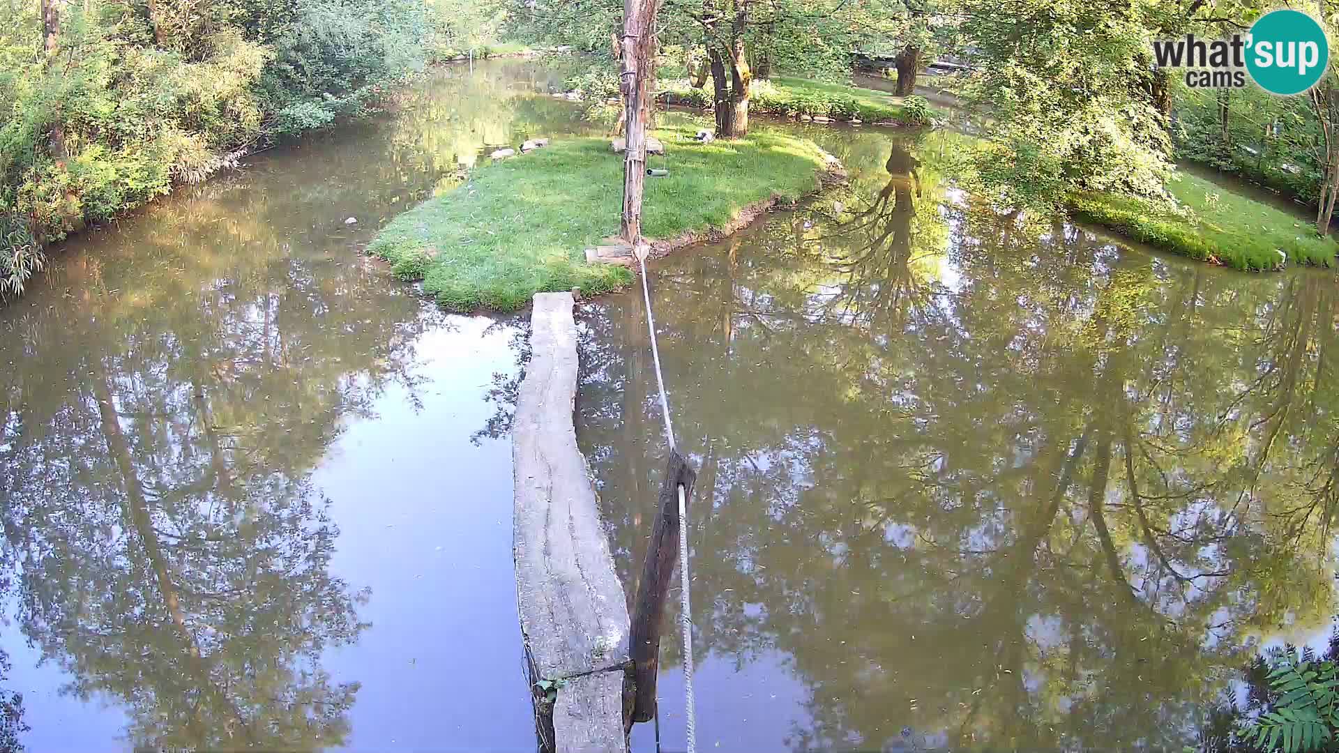 Lémur rufo blanco y negro – Ljubljana Zoo en vivo