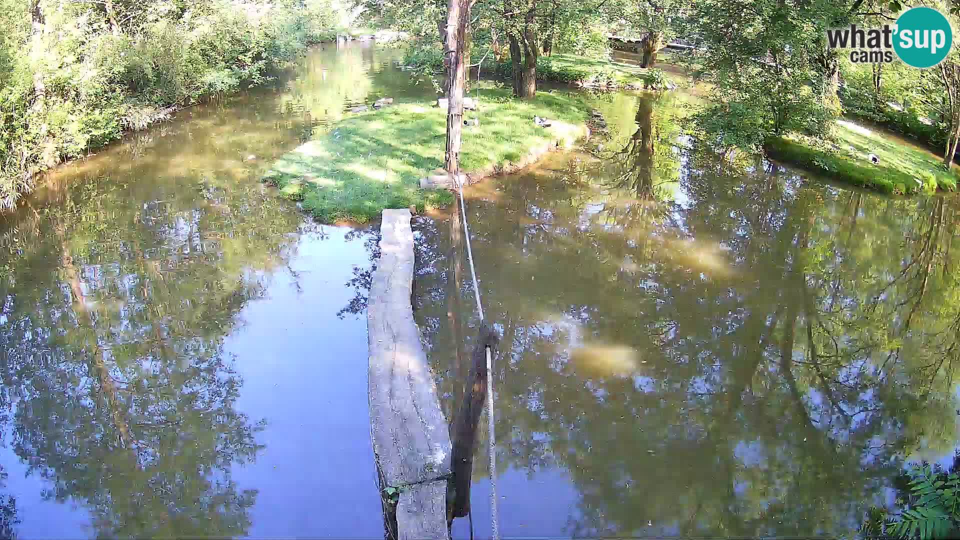 Vari bianconero Zoo Ljubljana webcam