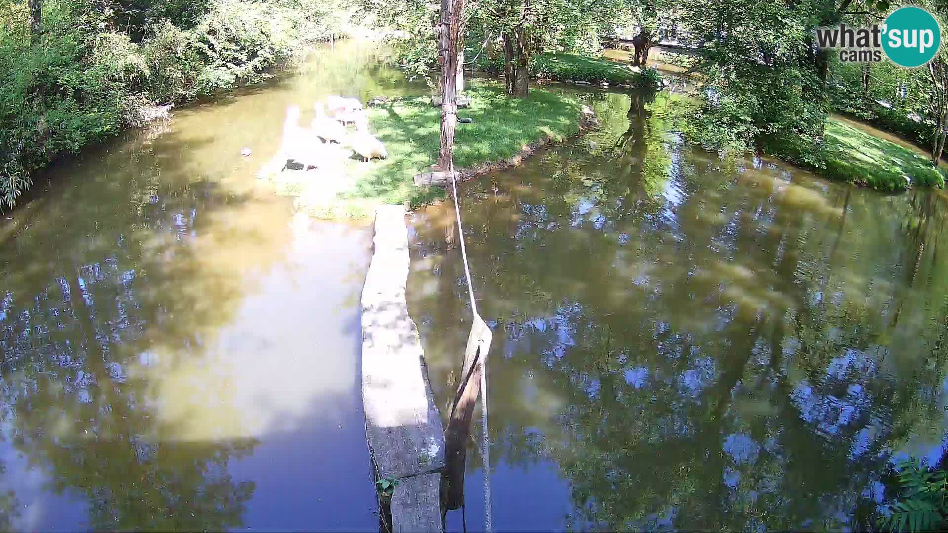 Navadni vari u živo – Ljubljana zoo