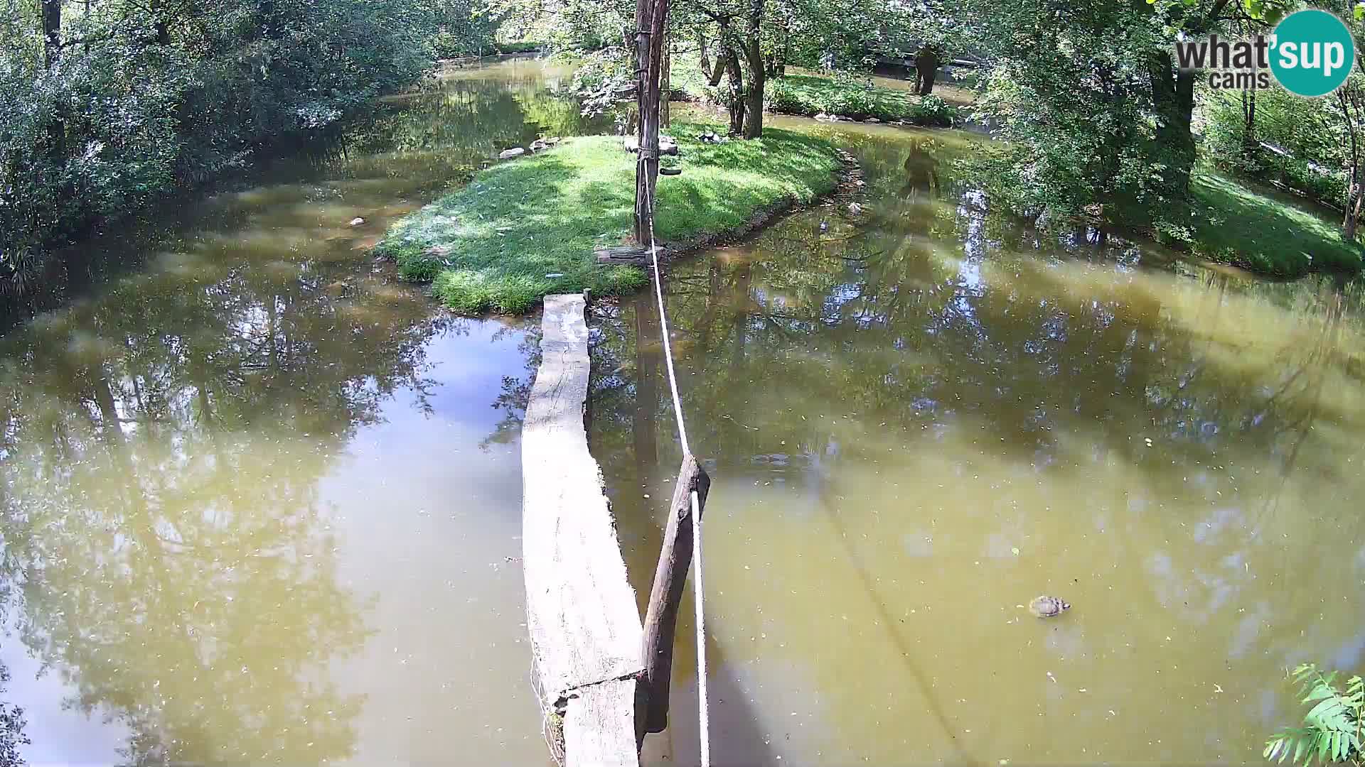 Vari bianconero Zoo Ljubljana webcam