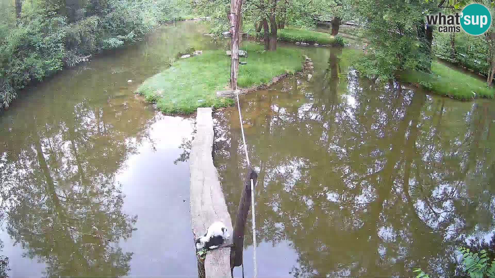Vari noir et blanc – Ljubljana ZOO  livecam