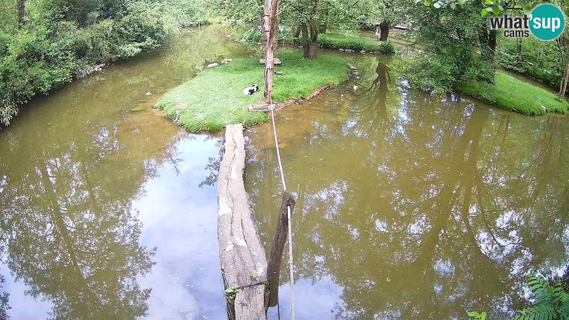 Vari noir et blanc – Ljubljana ZOO  livecam