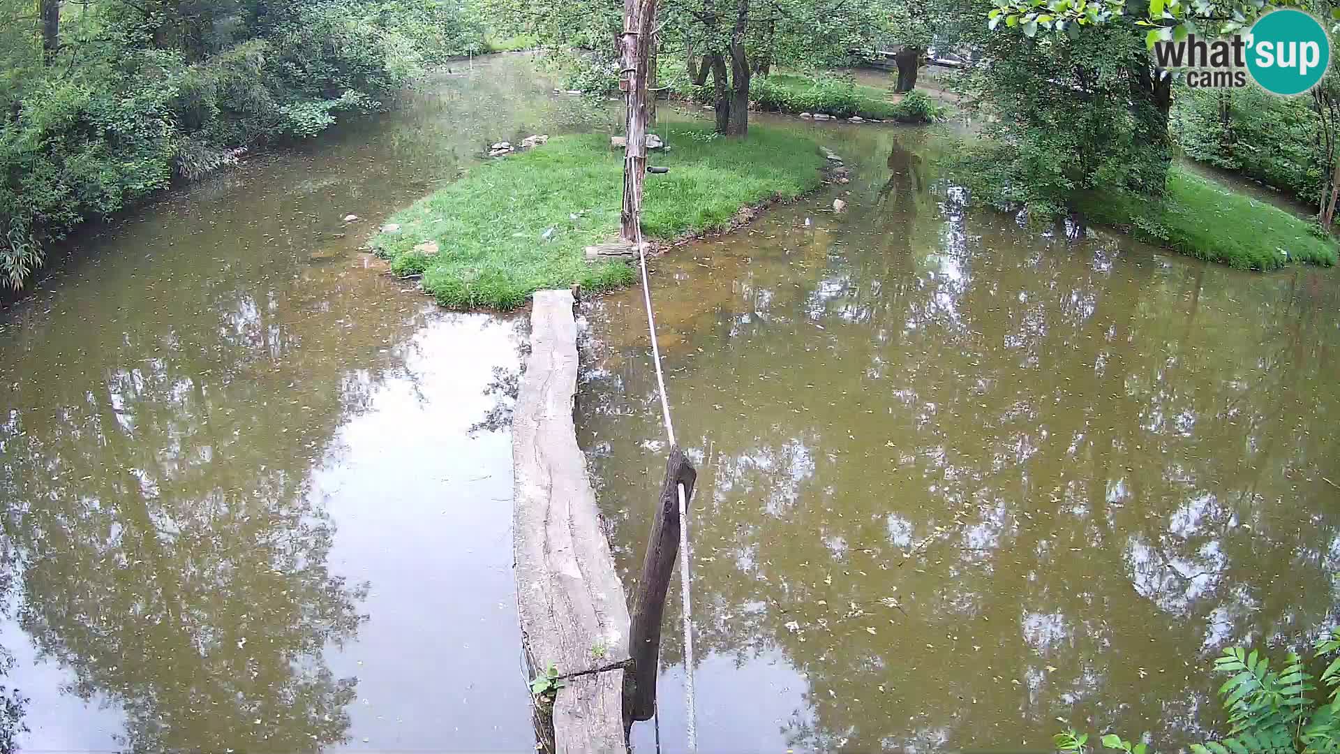 Navadni vari u živo – Ljubljana zoo