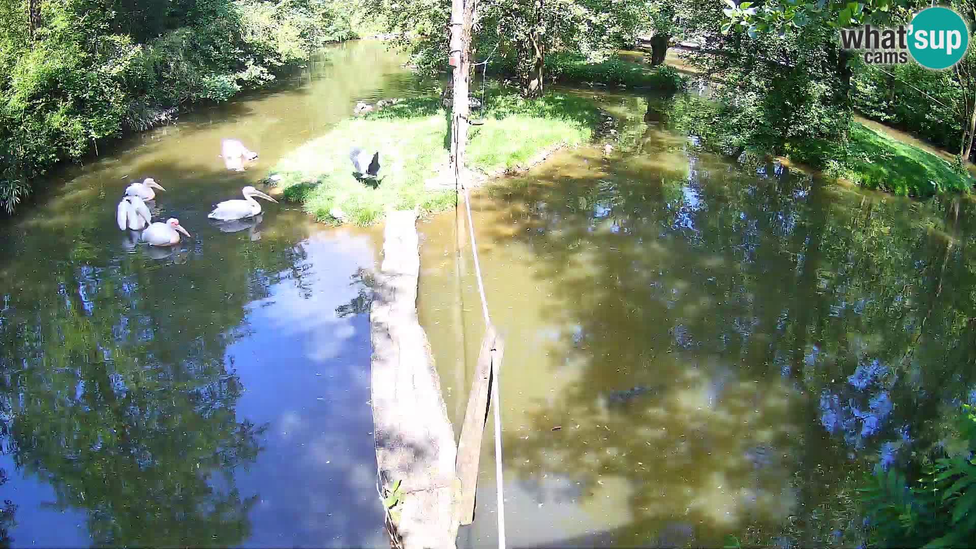 Lémur rufo blanco y negro – Ljubljana Zoo en vivo
