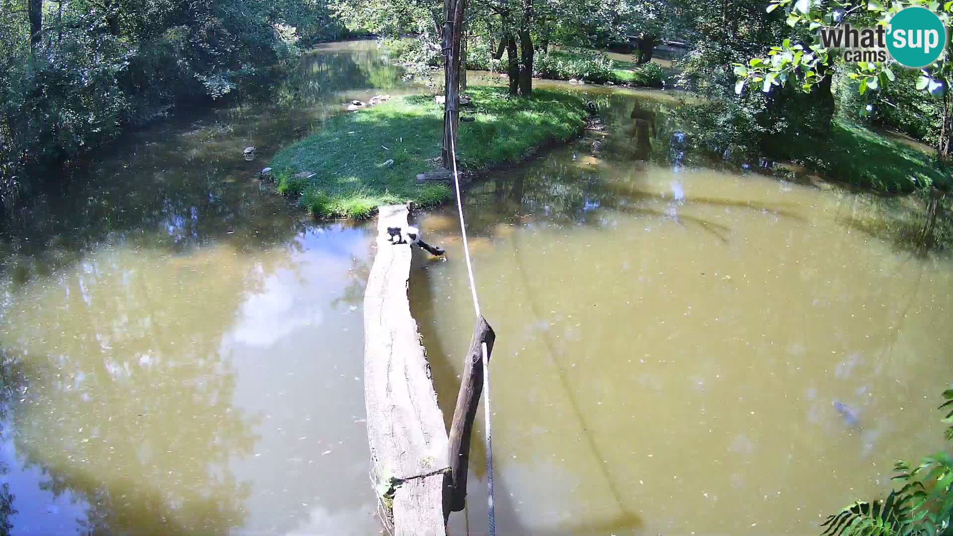 Navadni vari u živo – Ljubljana zoo