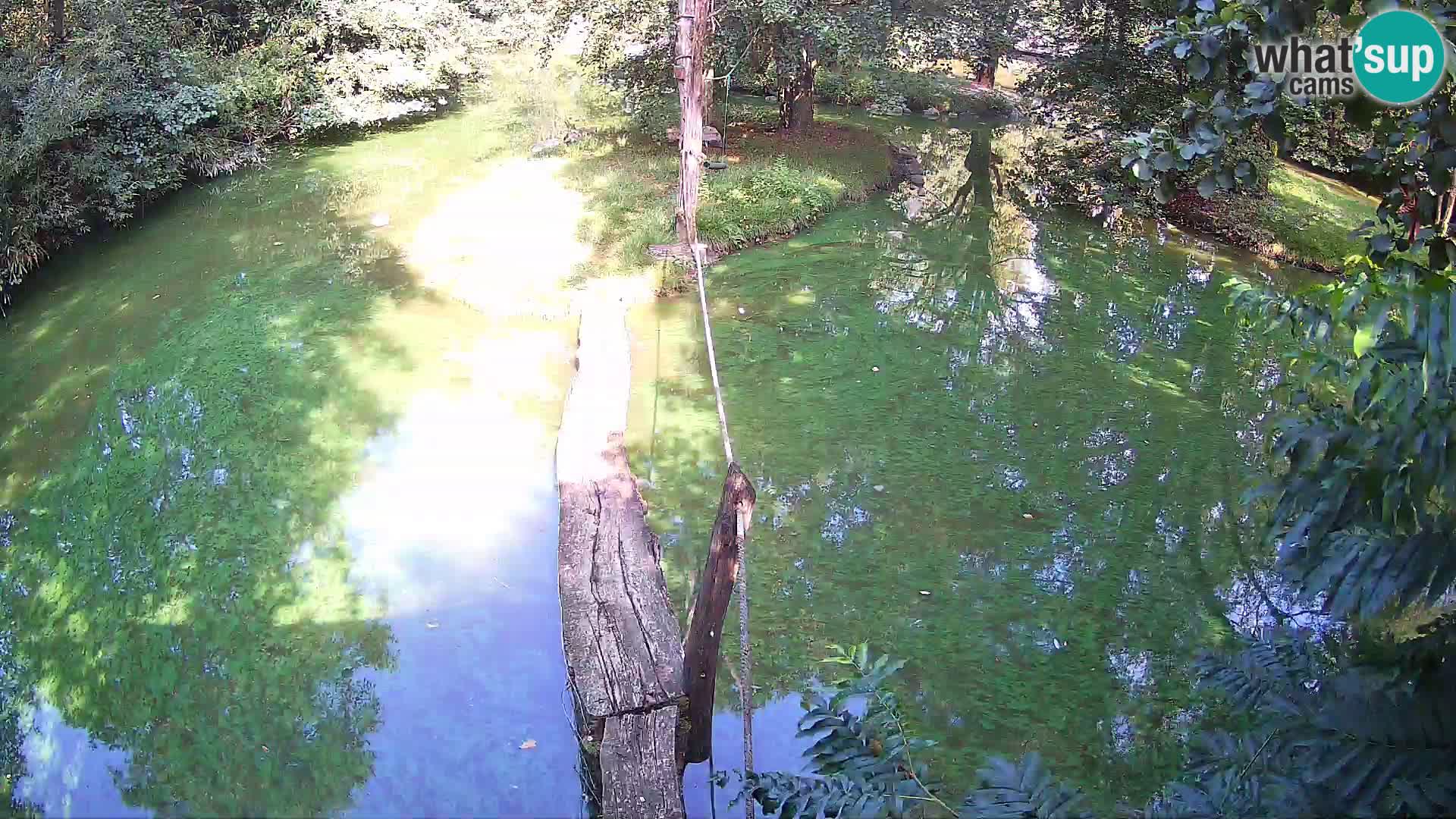 Vari bianconero Zoo Ljubljana webcam