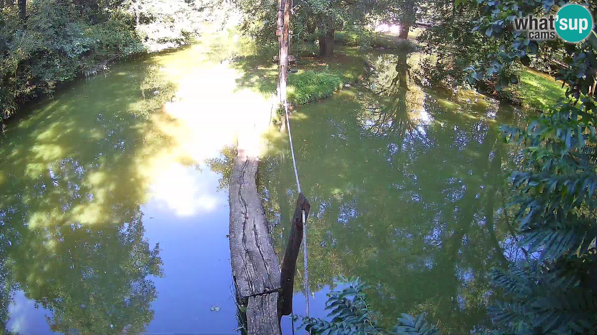 Navadni vari v živo – Ljubljana živalski vrt
