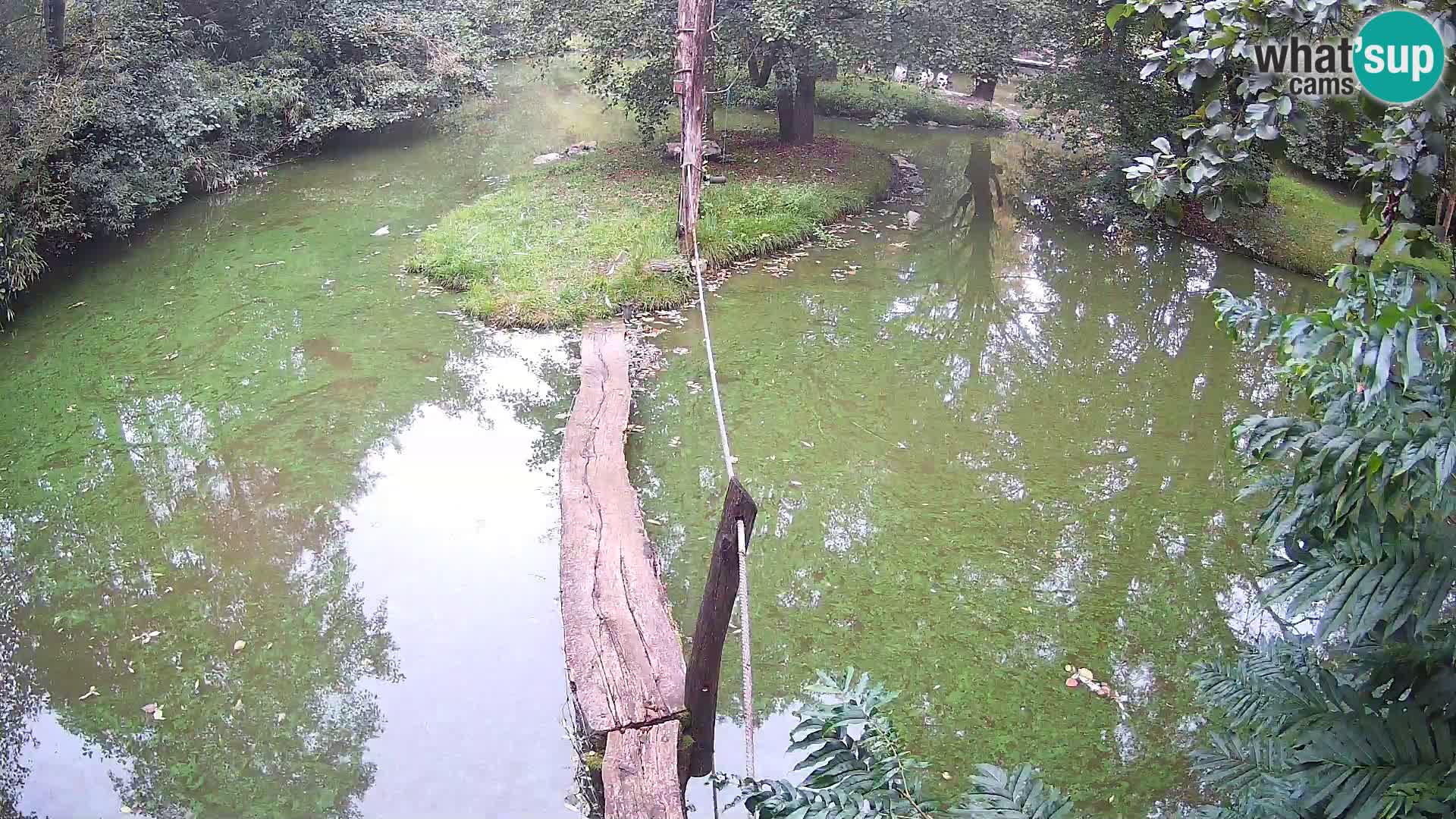 Schwarzweiße Vari Zoo Ljubljana webcam