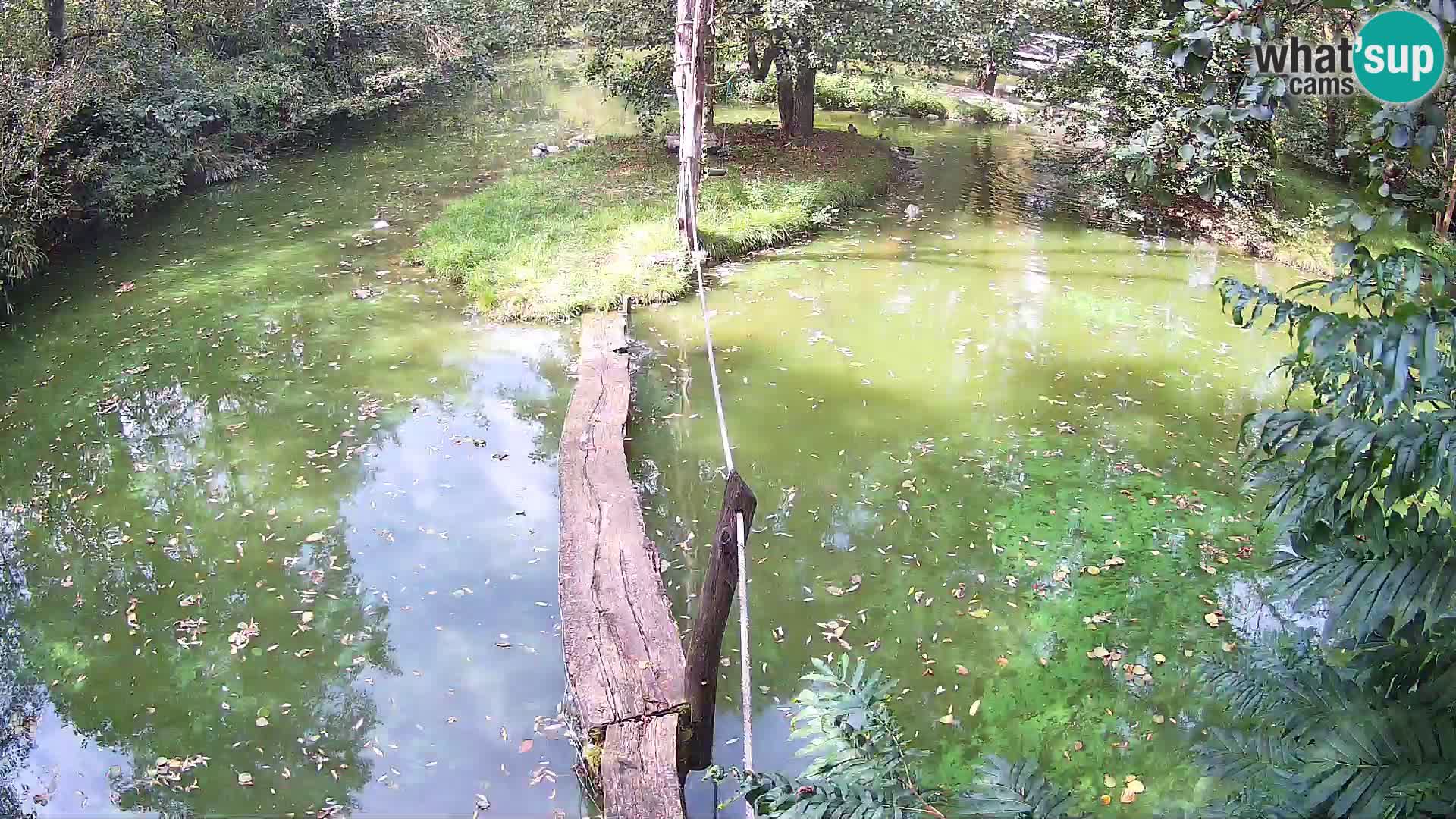 Vari noir et blanc – Ljubljana ZOO  livecam
