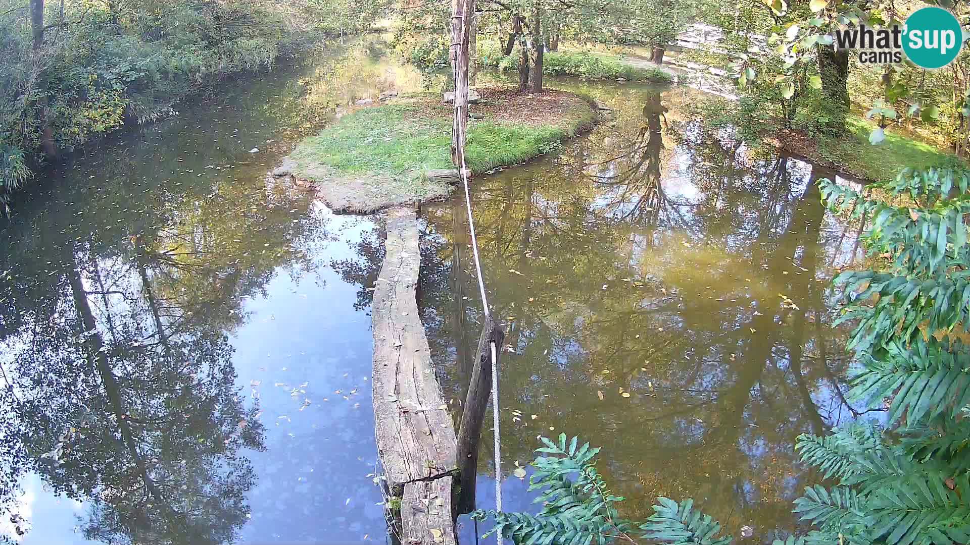 Vari noir et blanc – Ljubljana ZOO  livecam