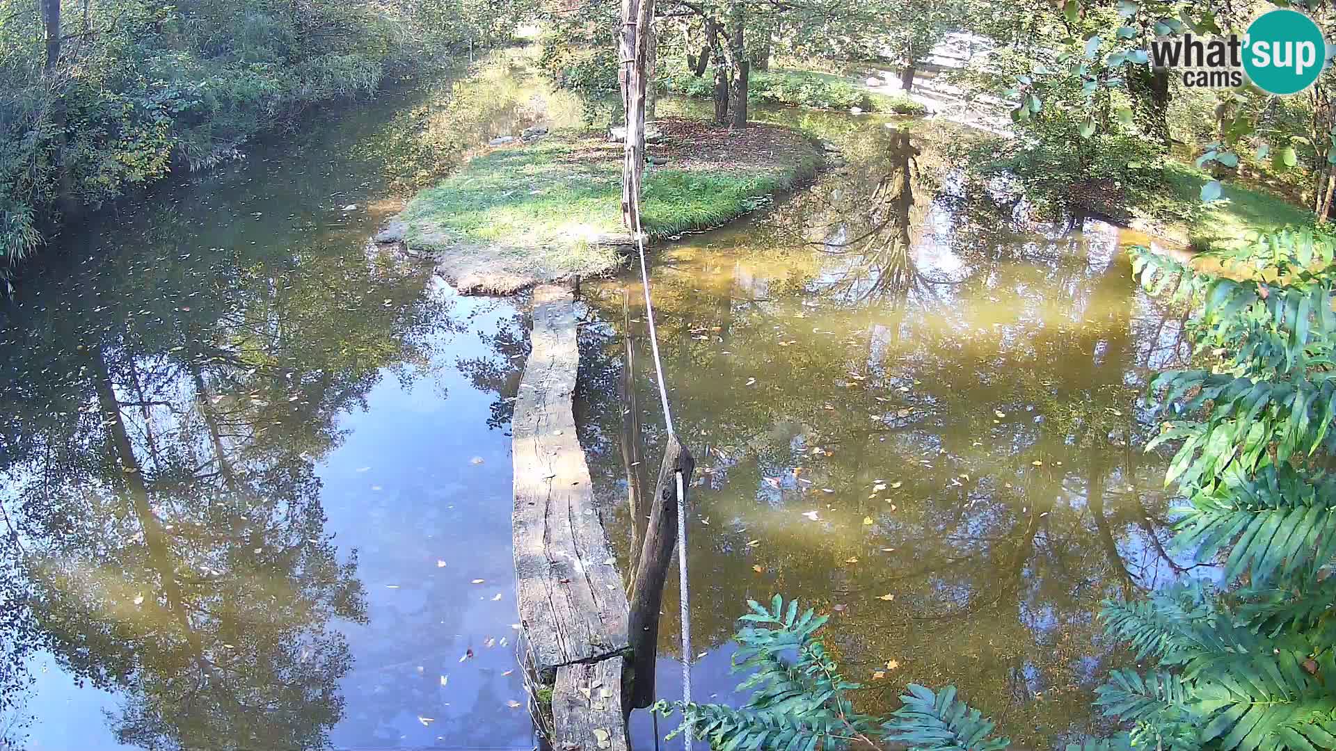 Navadni vari v živo – Ljubljana živalski vrt