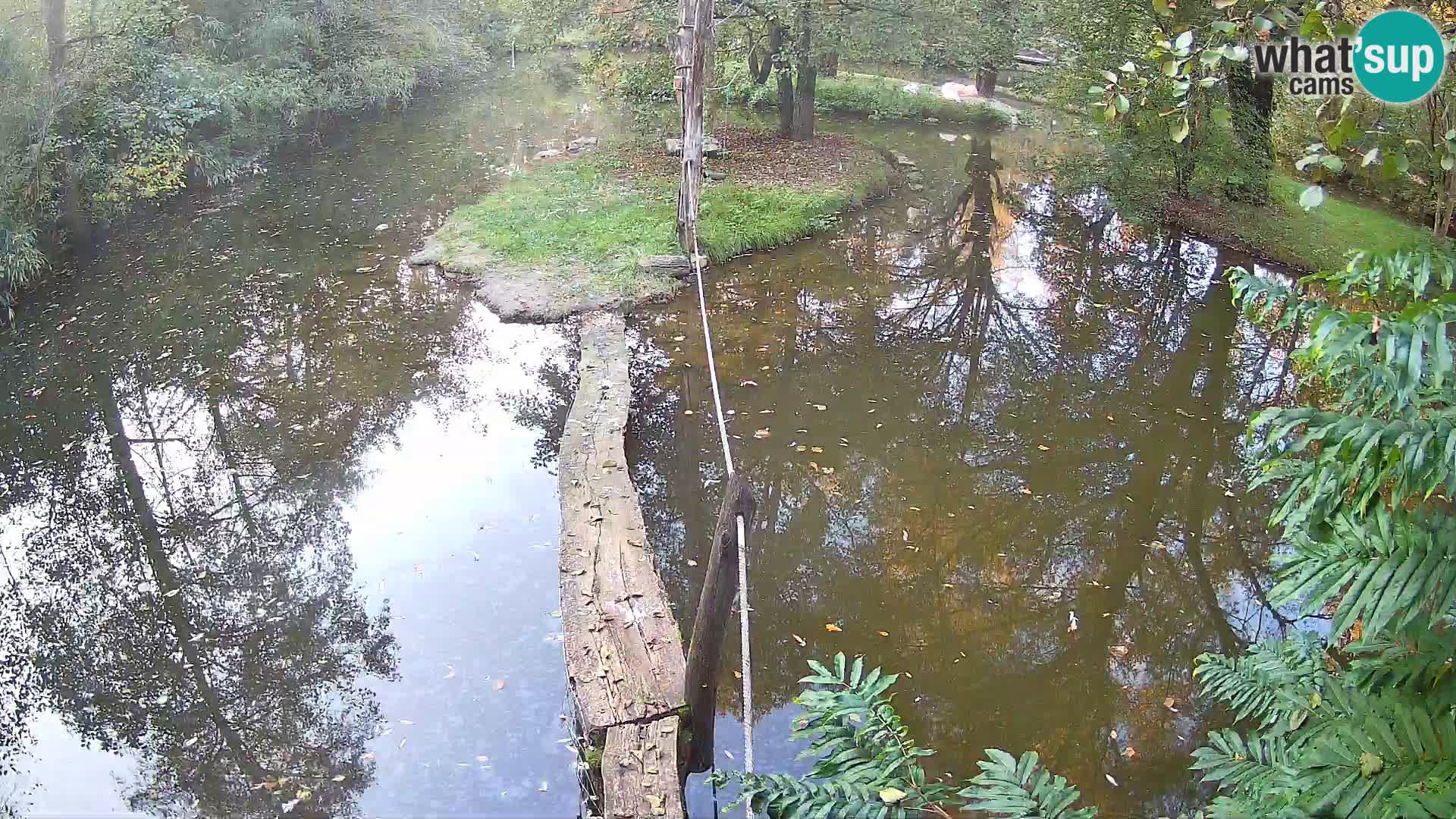 Navadni vari u živo – Ljubljana zoo