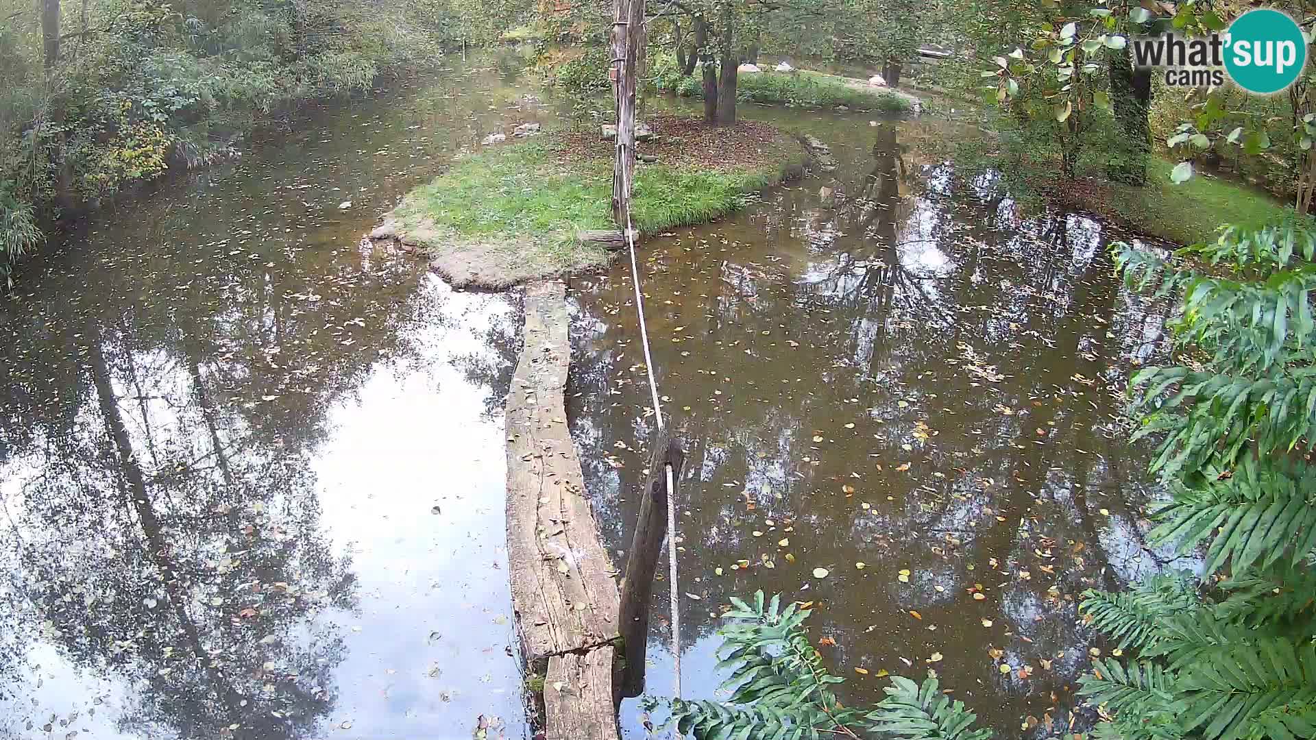 Schwarzweiße Vari Zoo Ljubljana webcam
