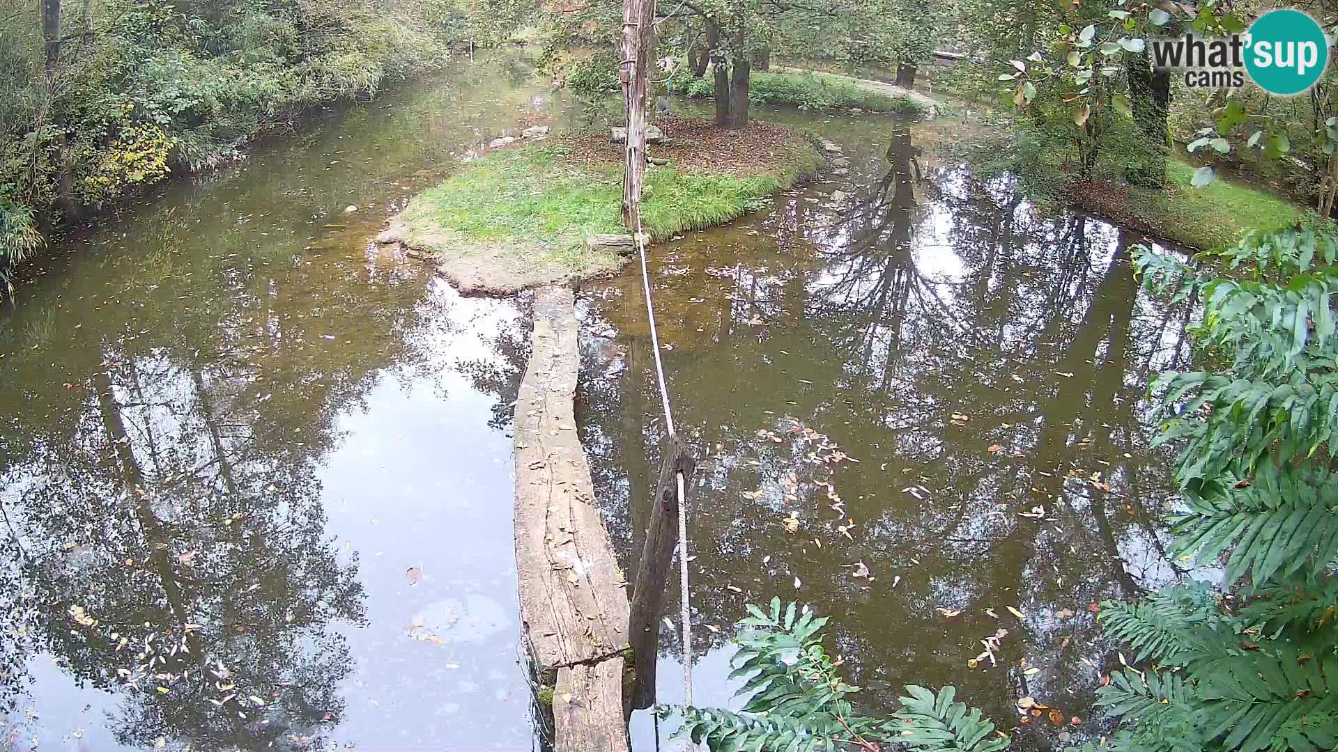 Vari noir et blanc – Ljubljana ZOO  livecam