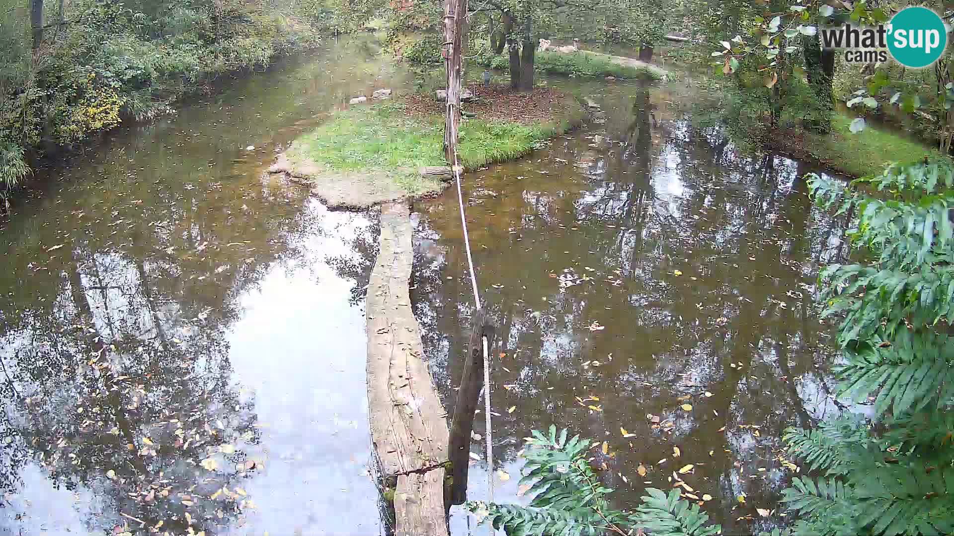 Schwarzweiße Vari Zoo Ljubljana webcam
