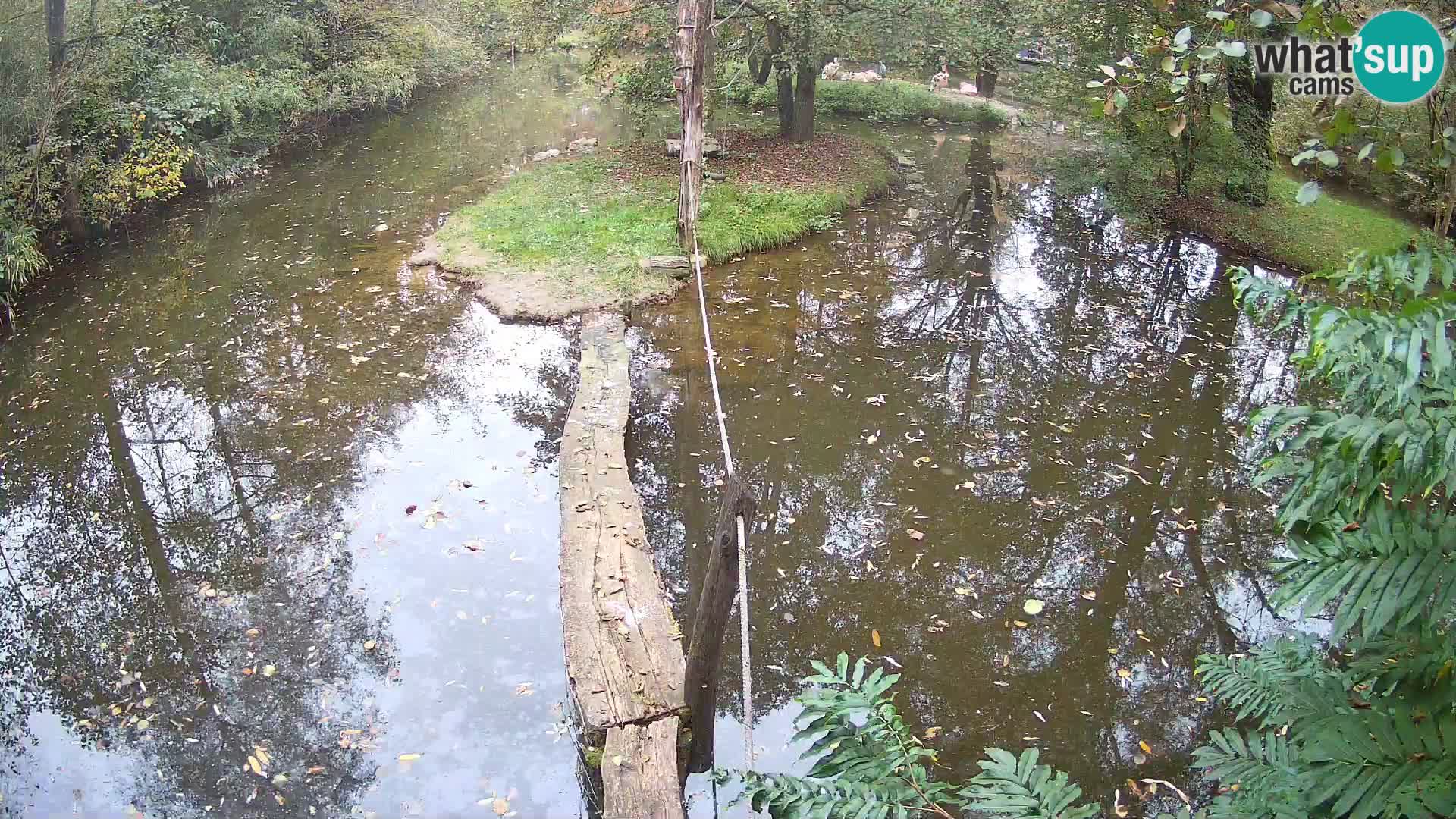 Navadni vari v živo – Ljubljana živalski vrt