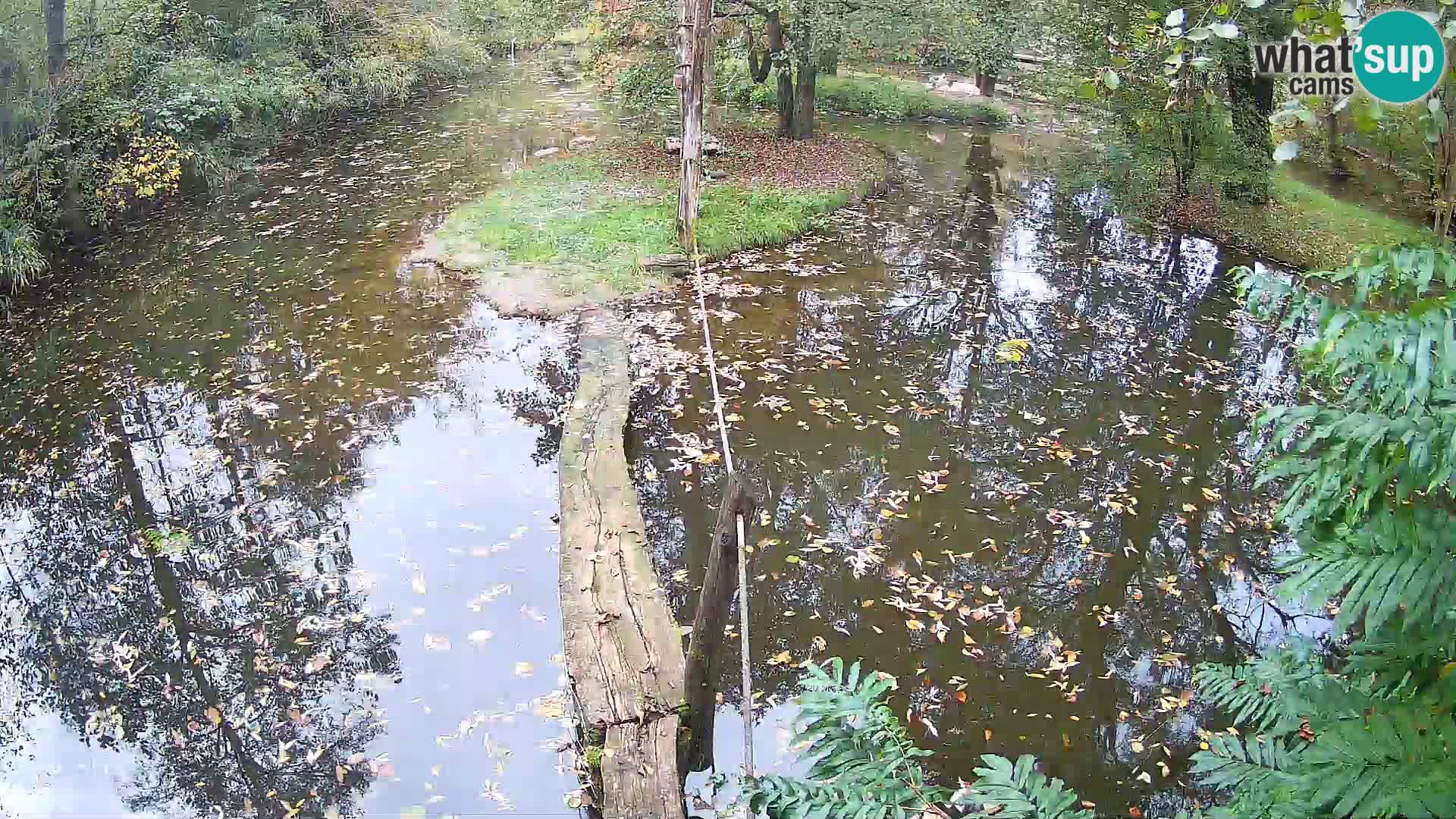 Vari noir et blanc – Ljubljana ZOO  livecam