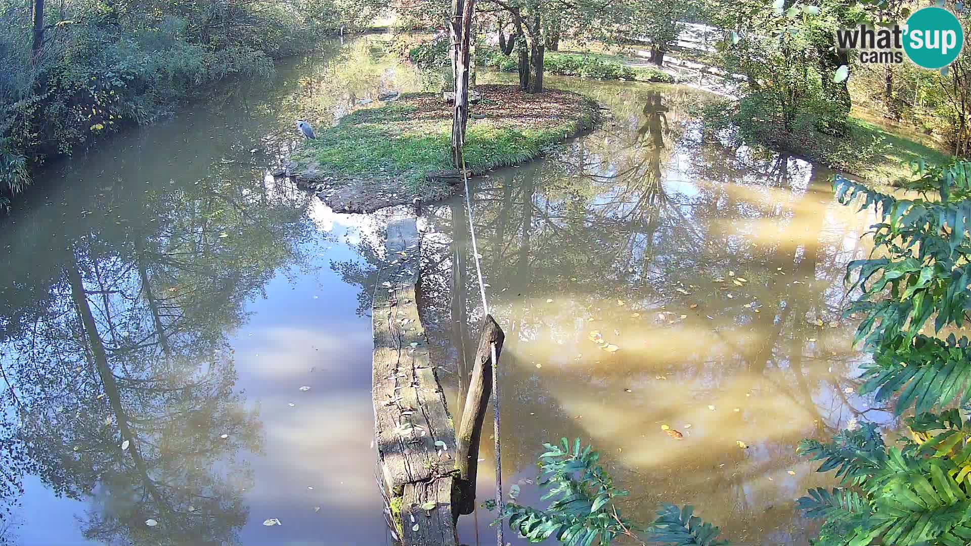Vari noir et blanc – Ljubljana ZOO  livecam