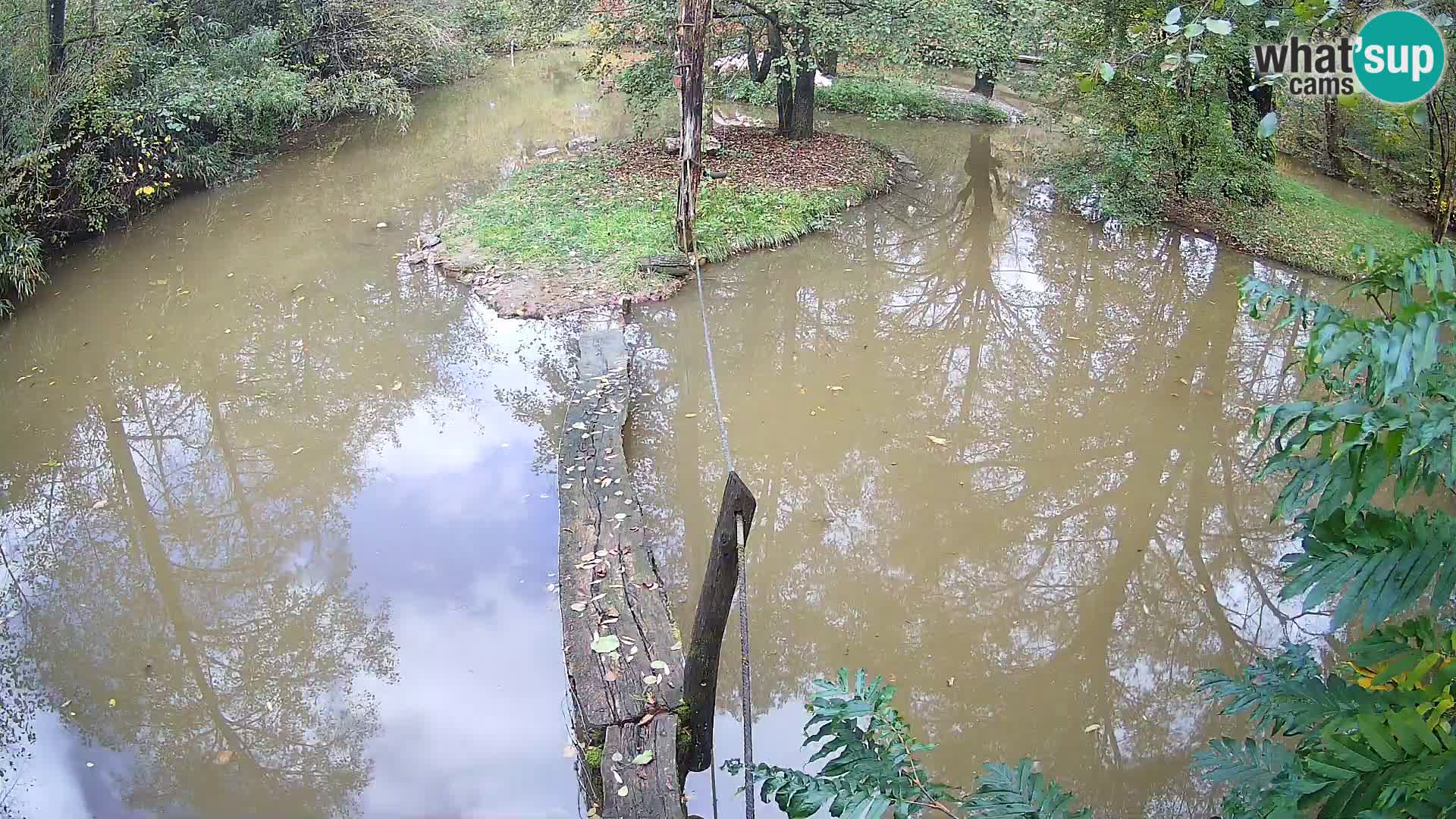 Navadni vari v živo – Ljubljana živalski vrt