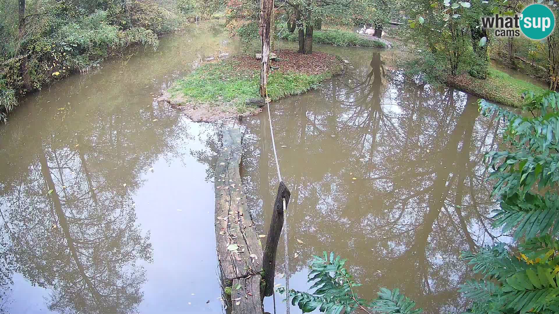 Schwarzweiße Vari Zoo Ljubljana webcam