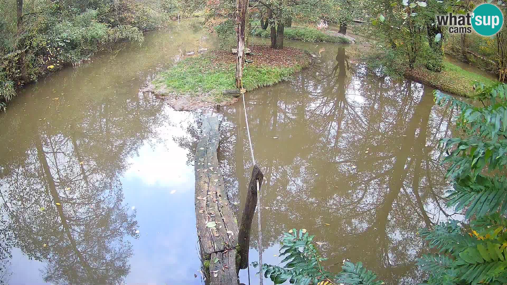 Vari bianconero Zoo Ljubljana webcam