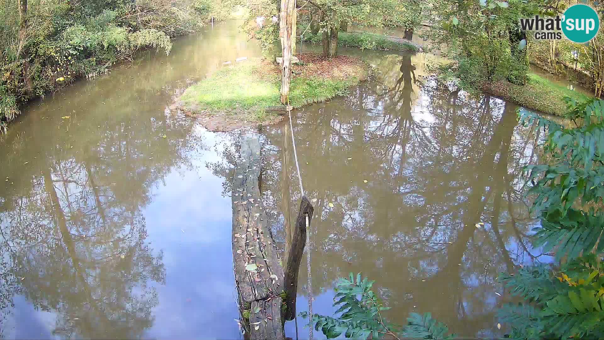 Lémur rufo blanco y negro – Ljubljana Zoo en vivo