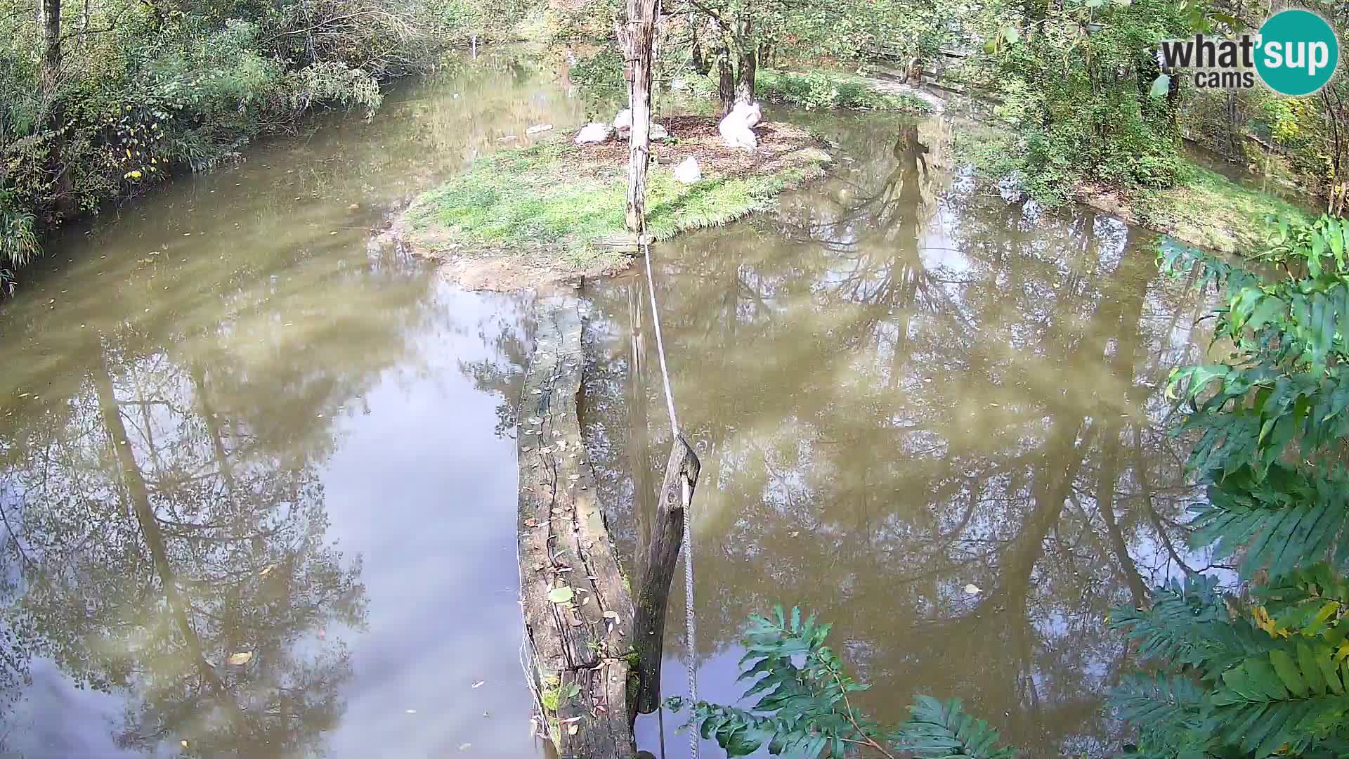 Vari bianconero Zoo Ljubljana webcam