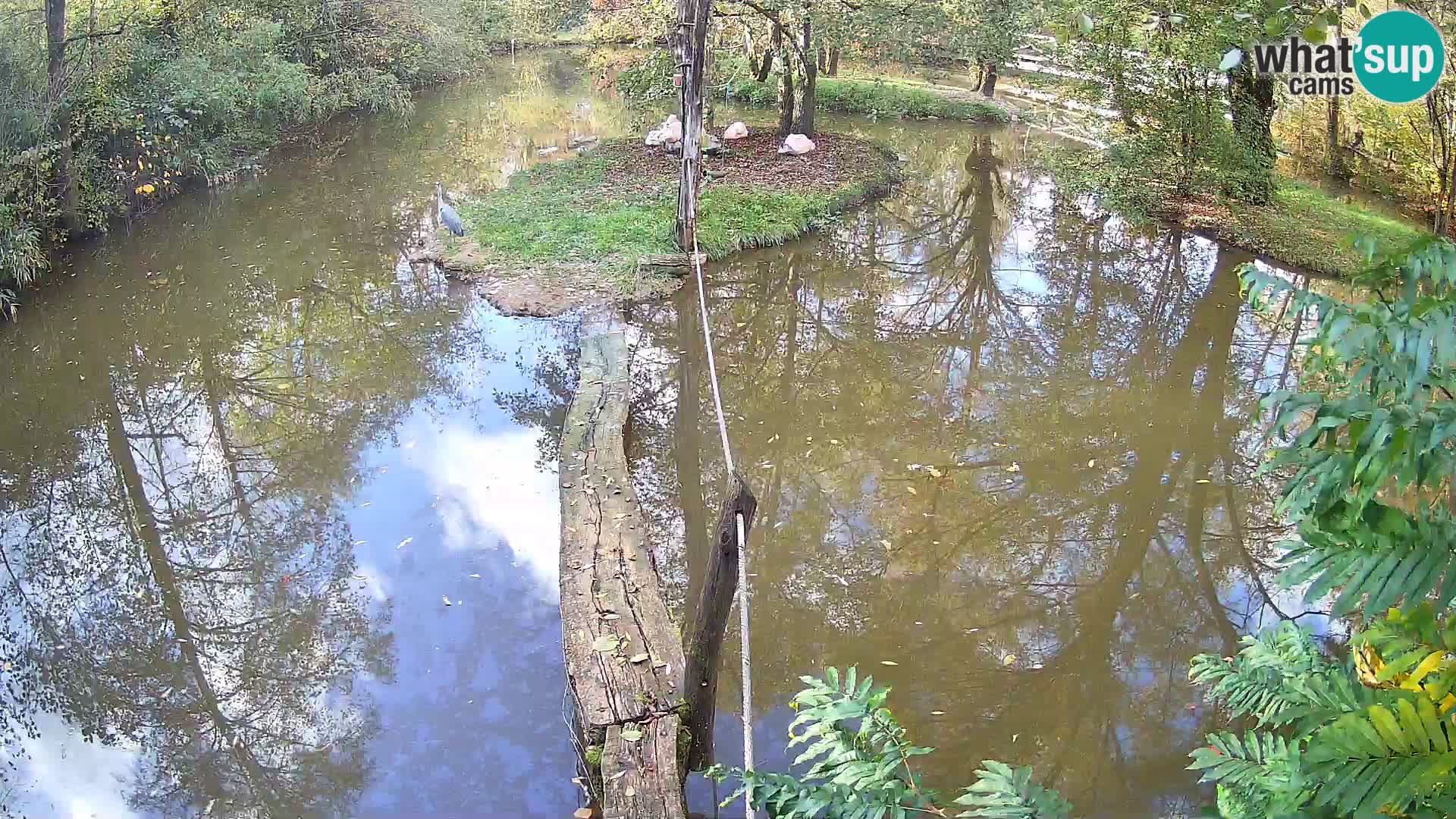Vari noir et blanc – Ljubljana ZOO  livecam