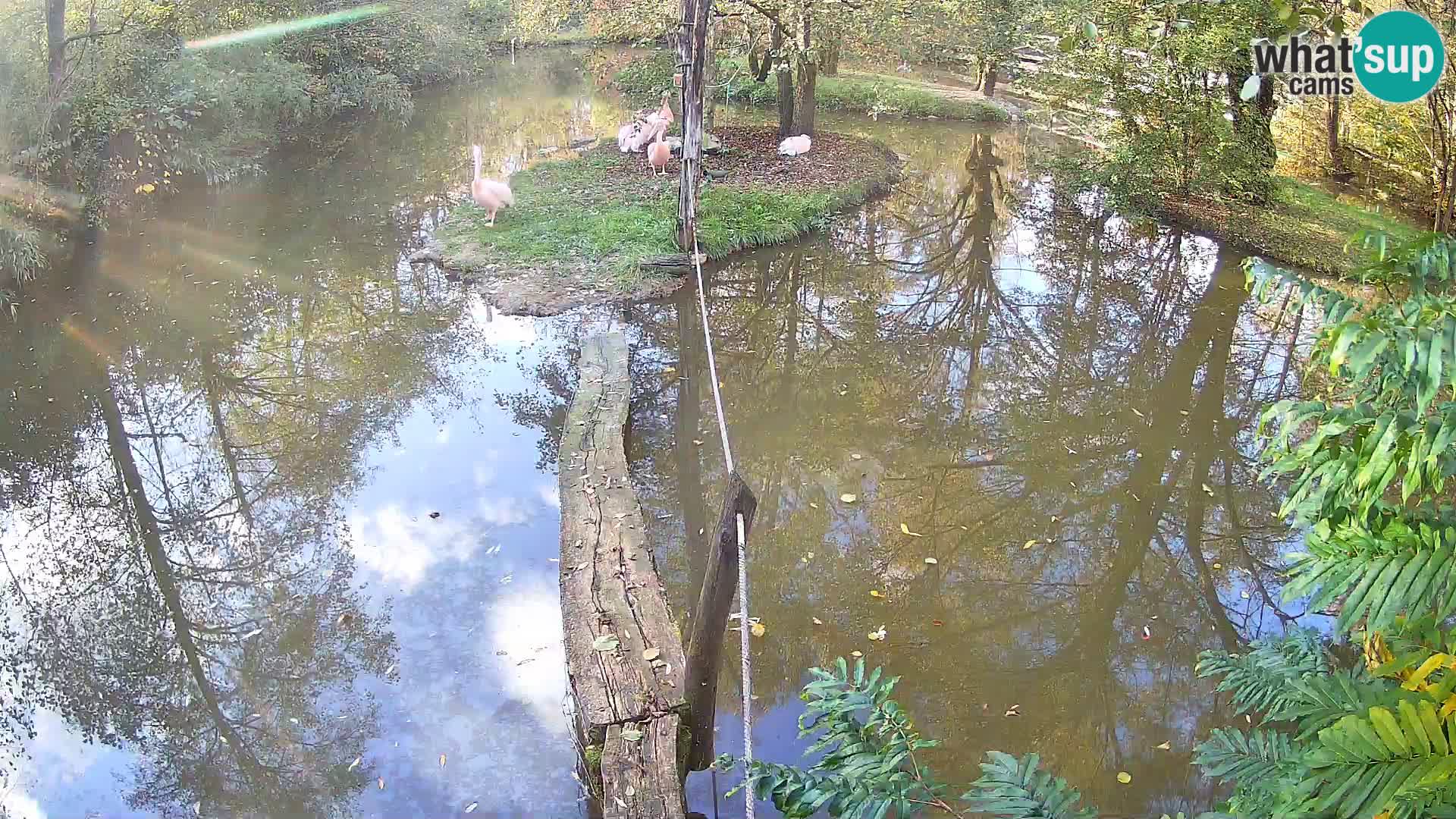 Vari noir et blanc – Ljubljana ZOO  livecam