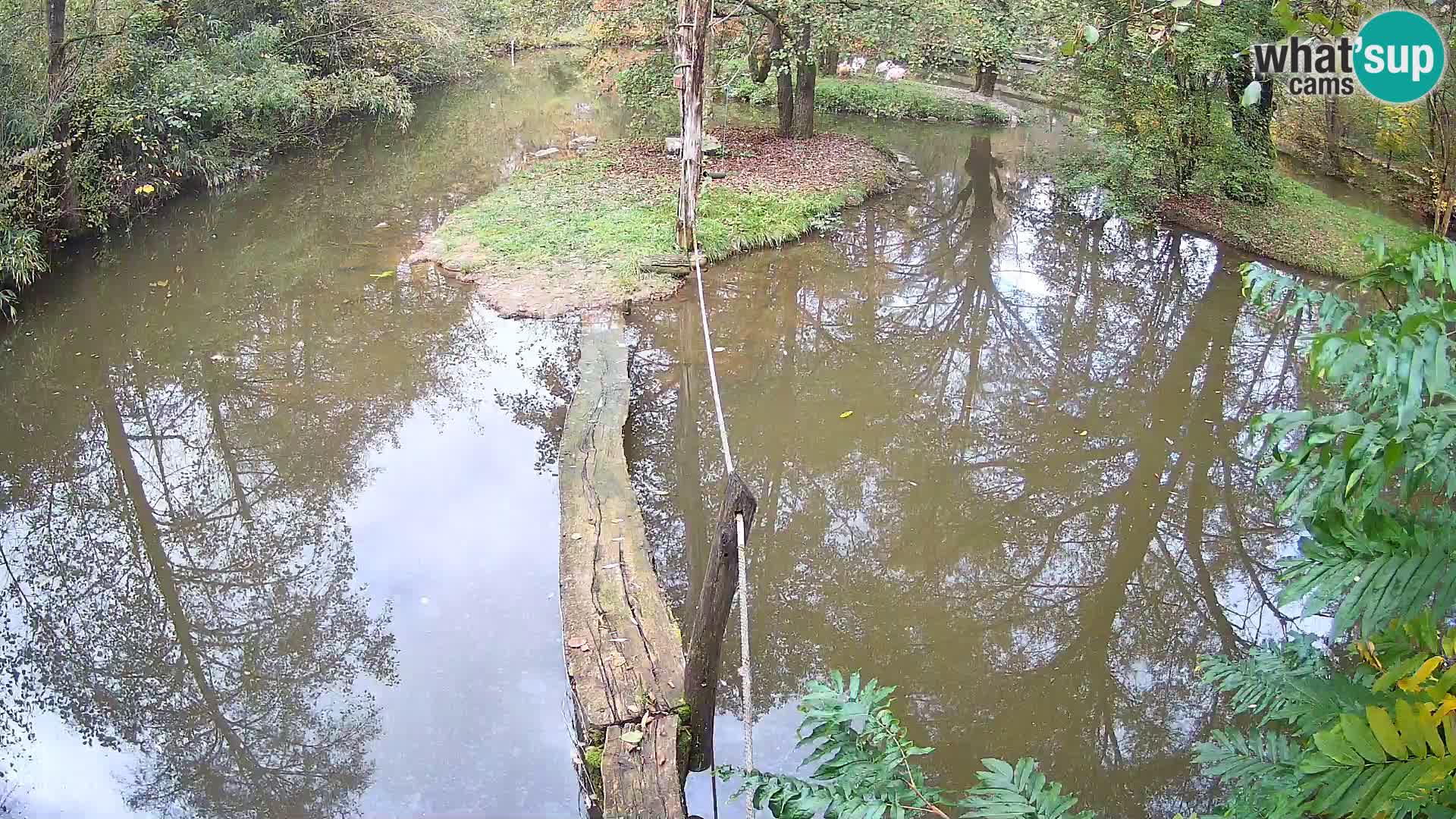 Navadni vari u živo – Ljubljana zoo