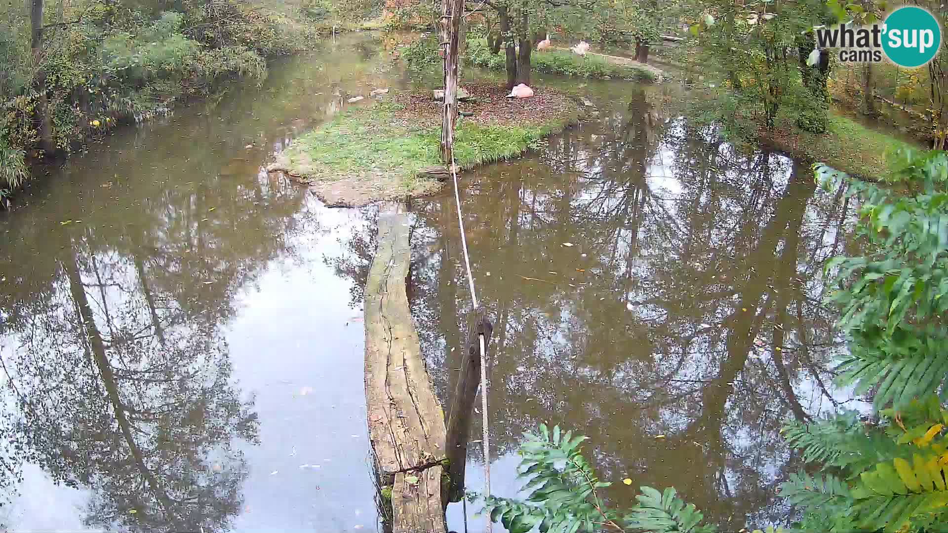 Navadni vari u živo – Ljubljana zoo