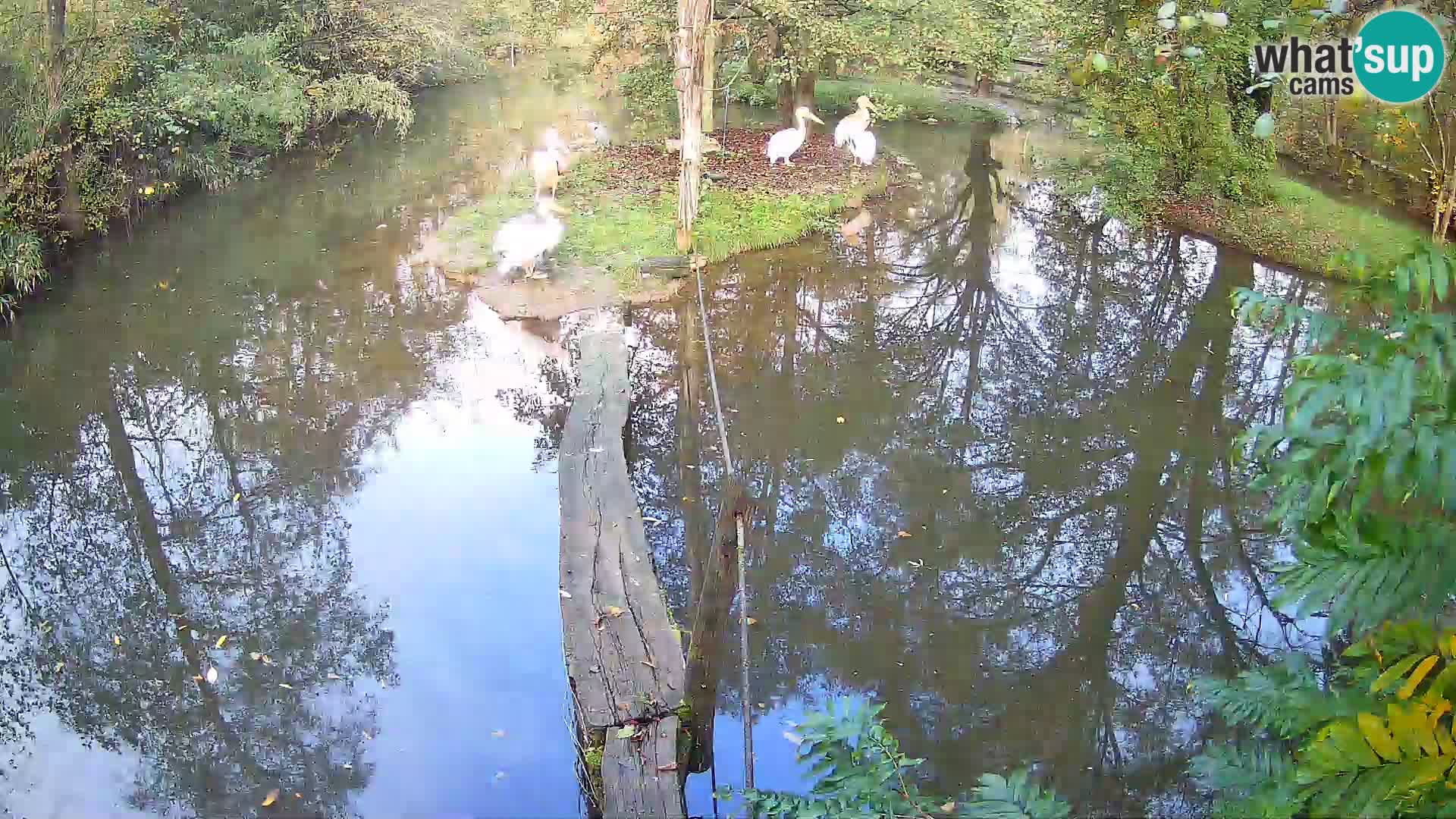 Schwarzweiße Vari Zoo Ljubljana webcam