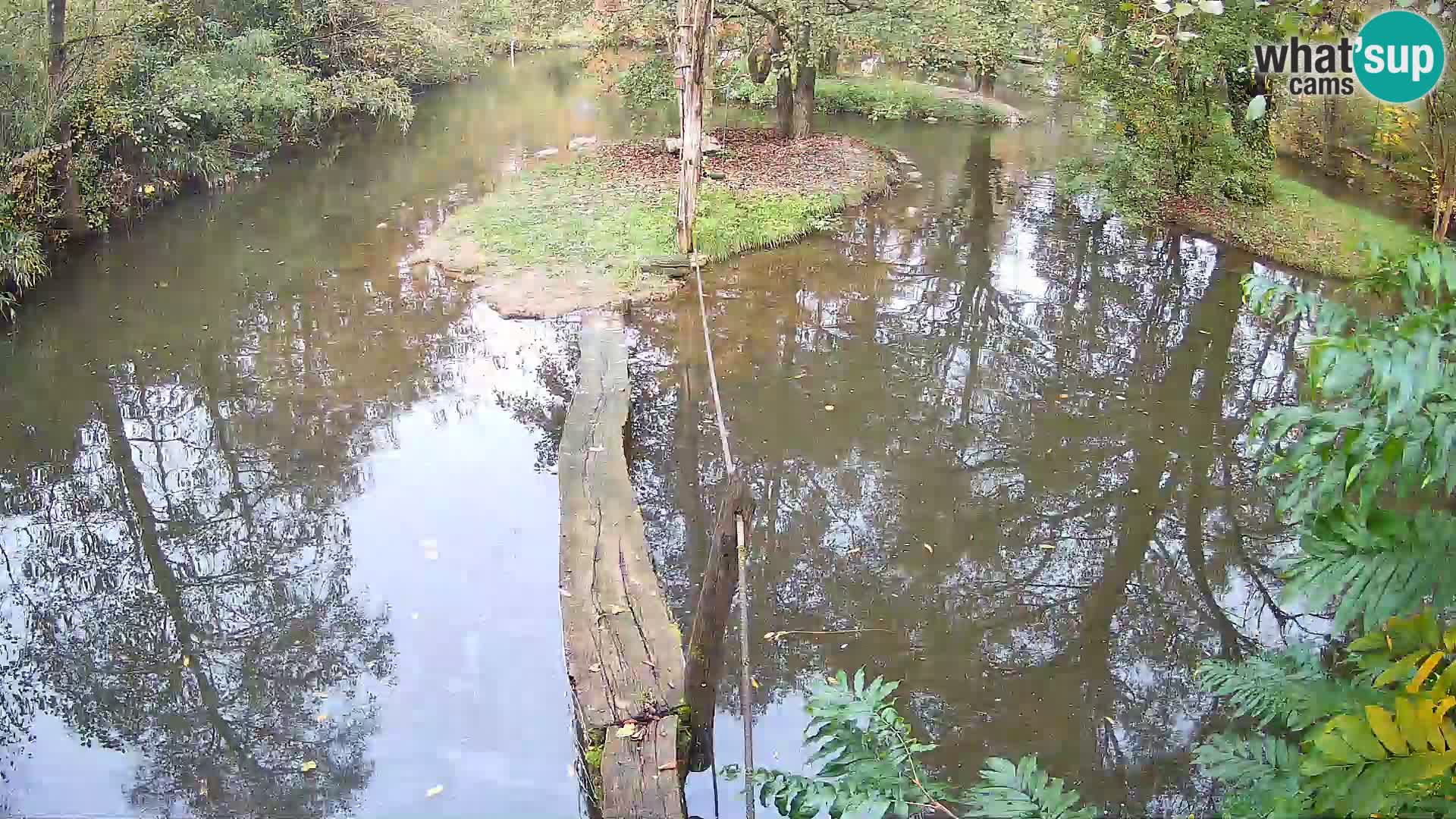 Schwarzweiße Vari Zoo Ljubljana webcam