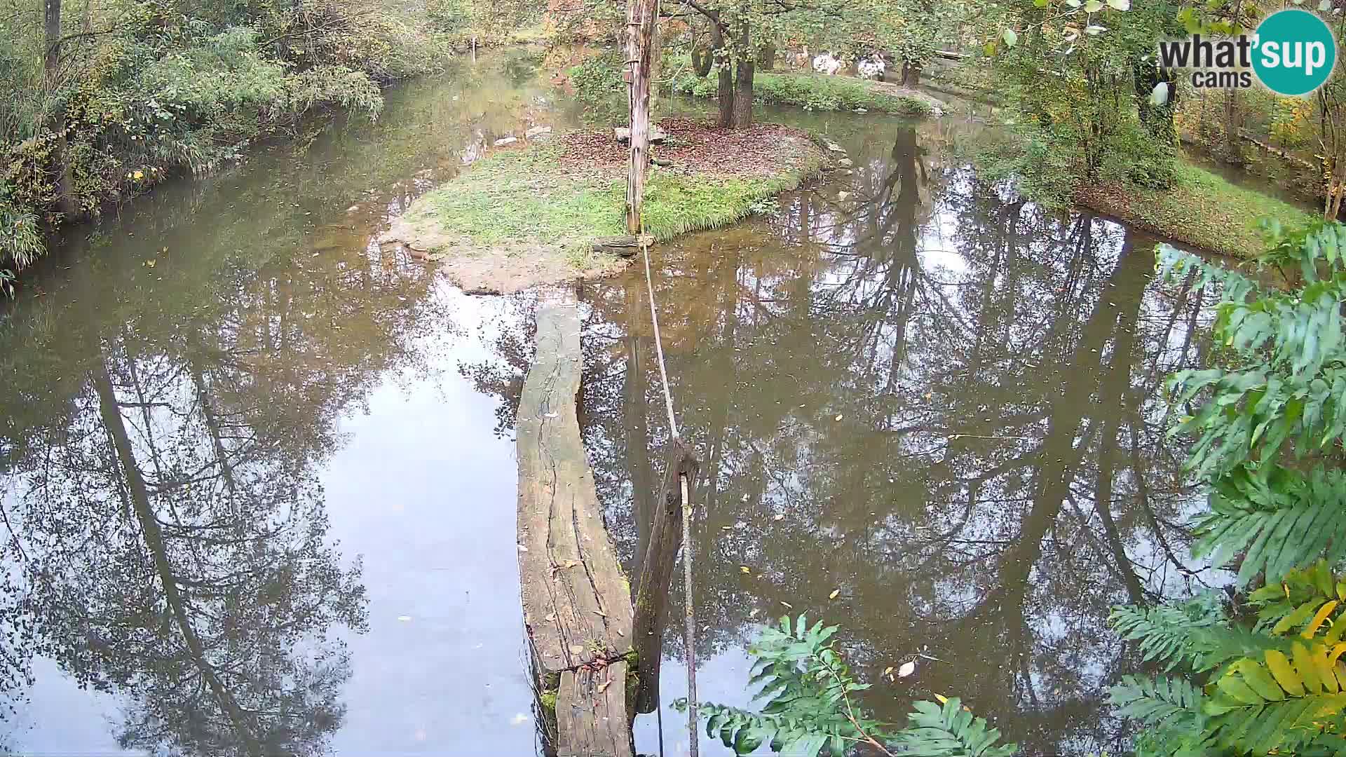 Schwarzweiße Vari Zoo Ljubljana webcam