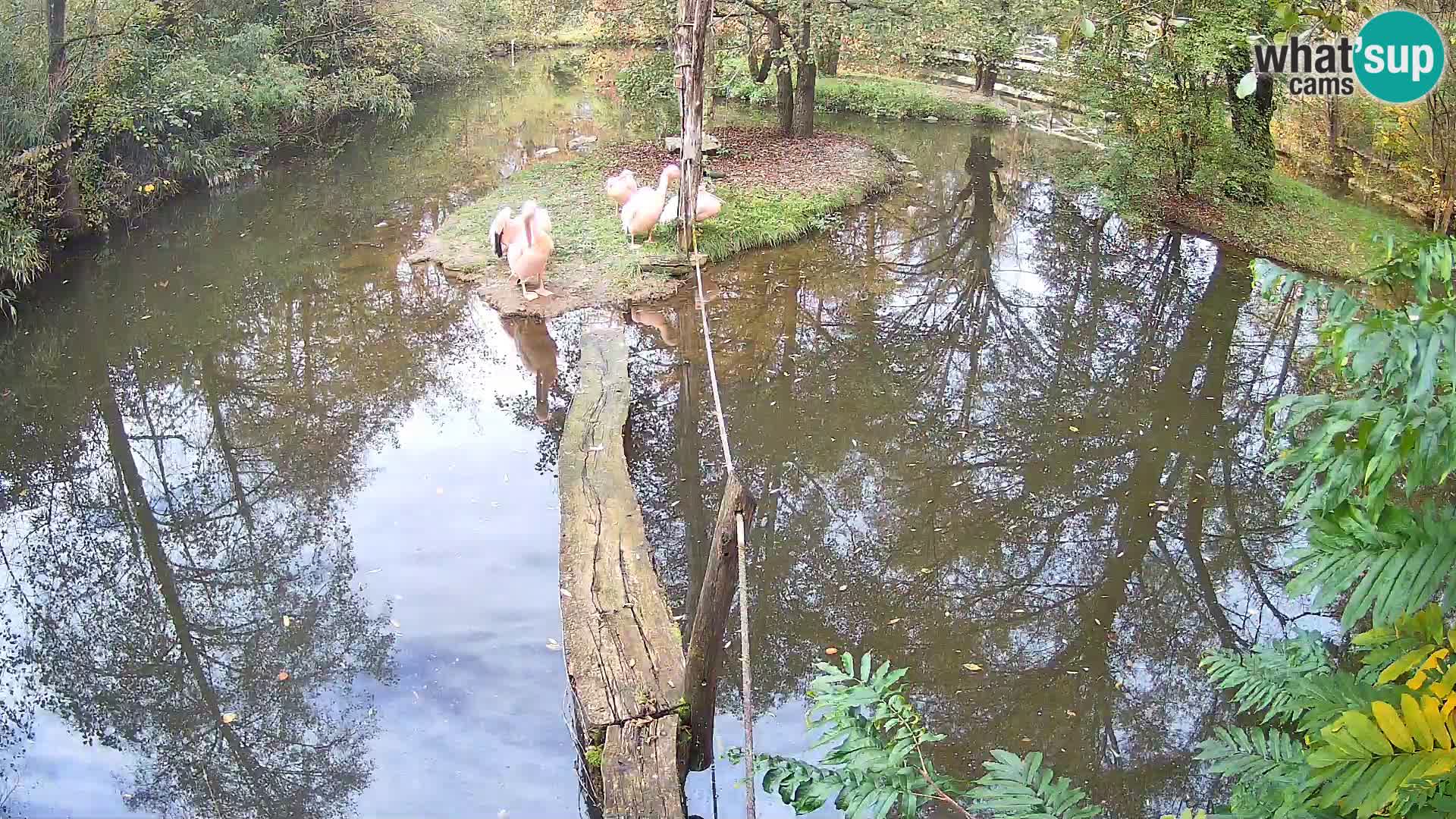 Schwarzweiße Vari Zoo Ljubljana webcam
