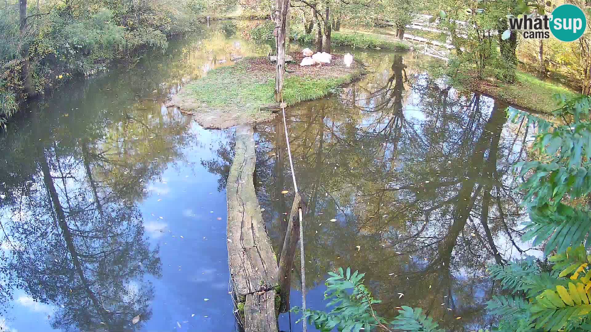 Navadni vari v živo – Ljubljana živalski vrt