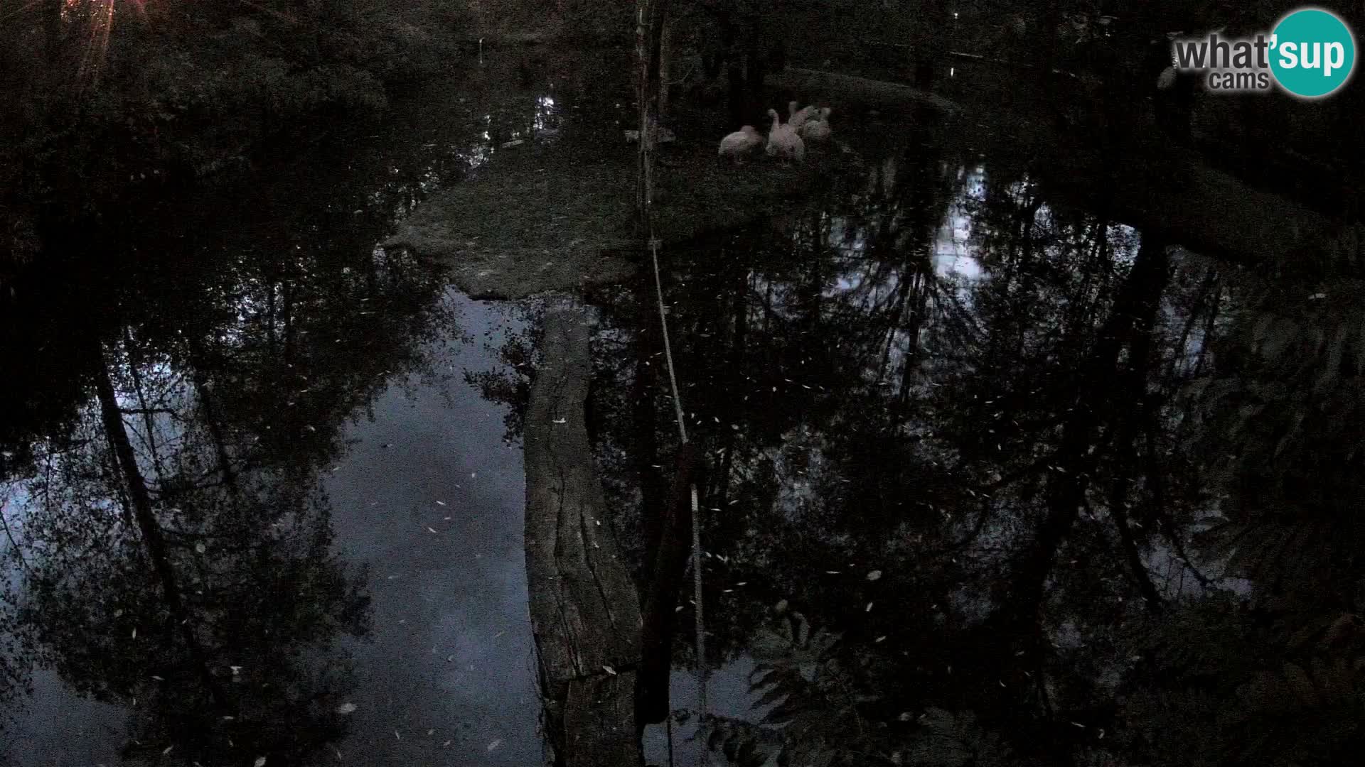 Navadni vari v živo – Ljubljana živalski vrt