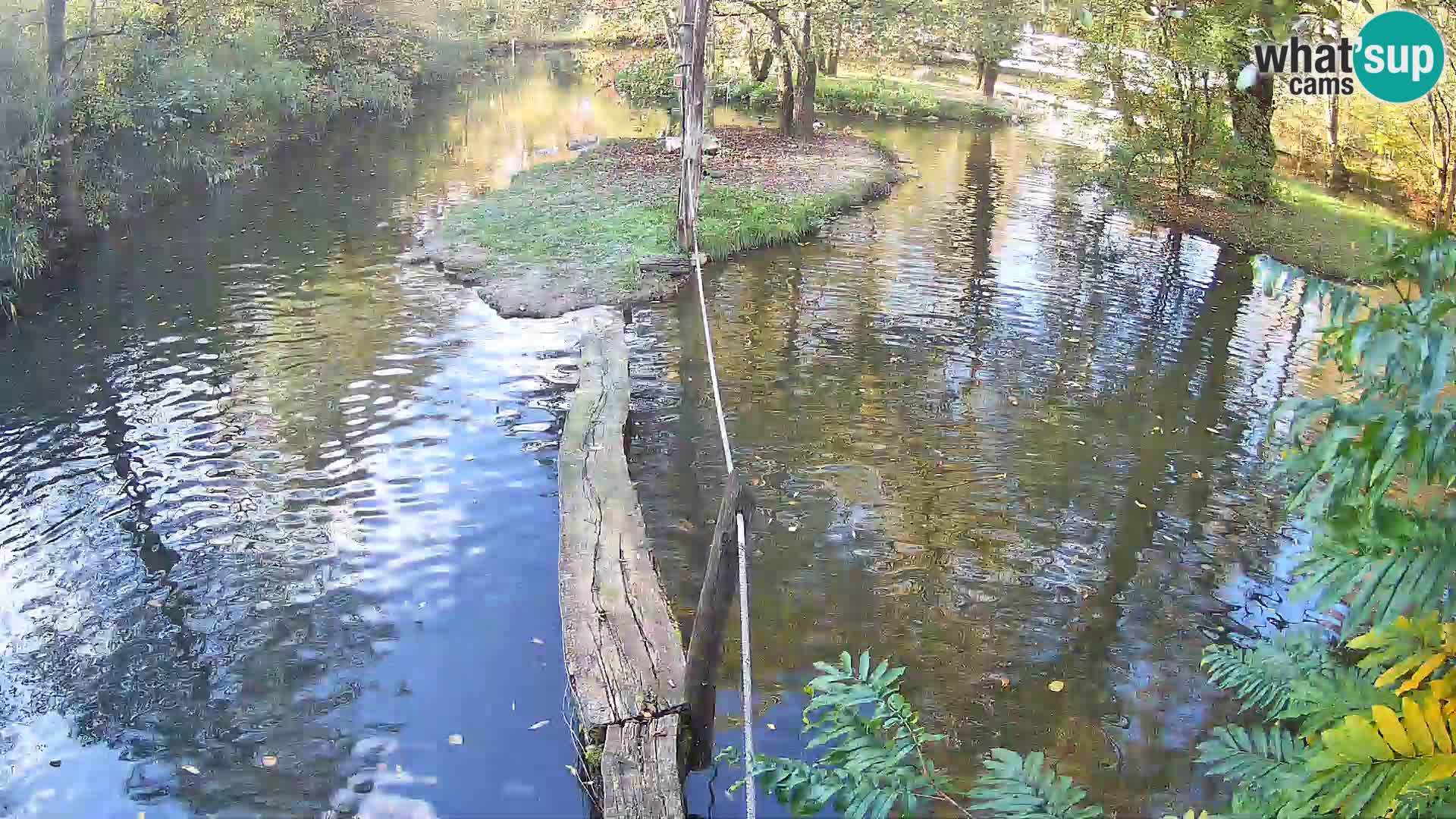 Vari bianconero Zoo Ljubljana webcam