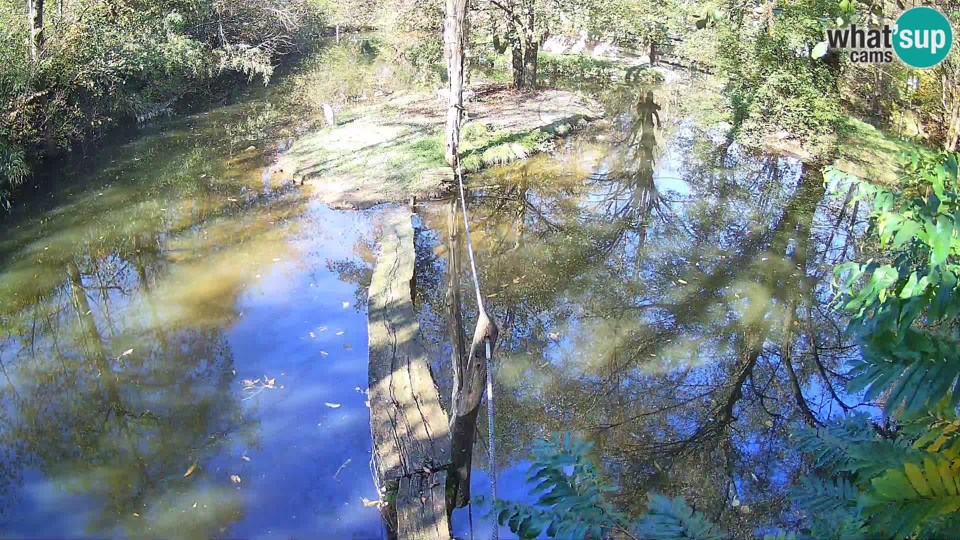 Vari noir et blanc – Ljubljana ZOO  livecam