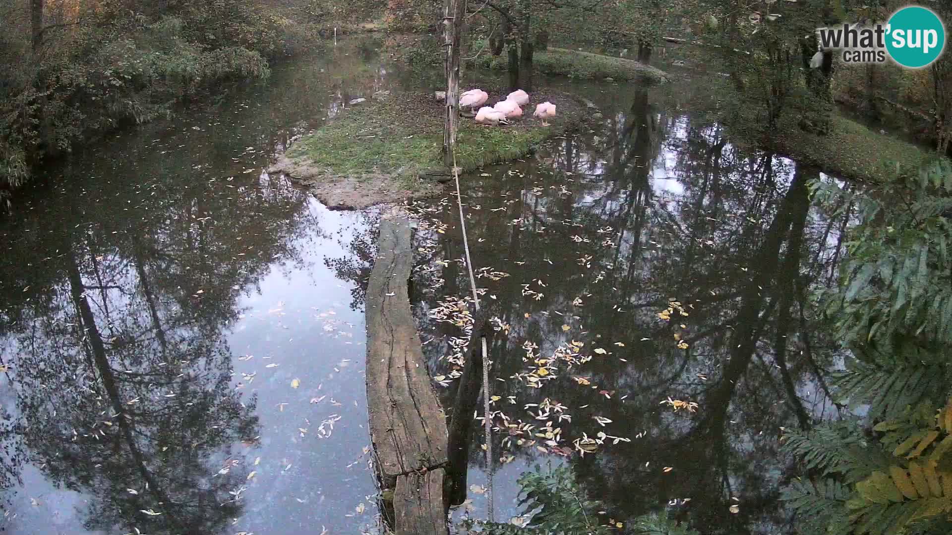 Vari bianconero Zoo Ljubljana webcam