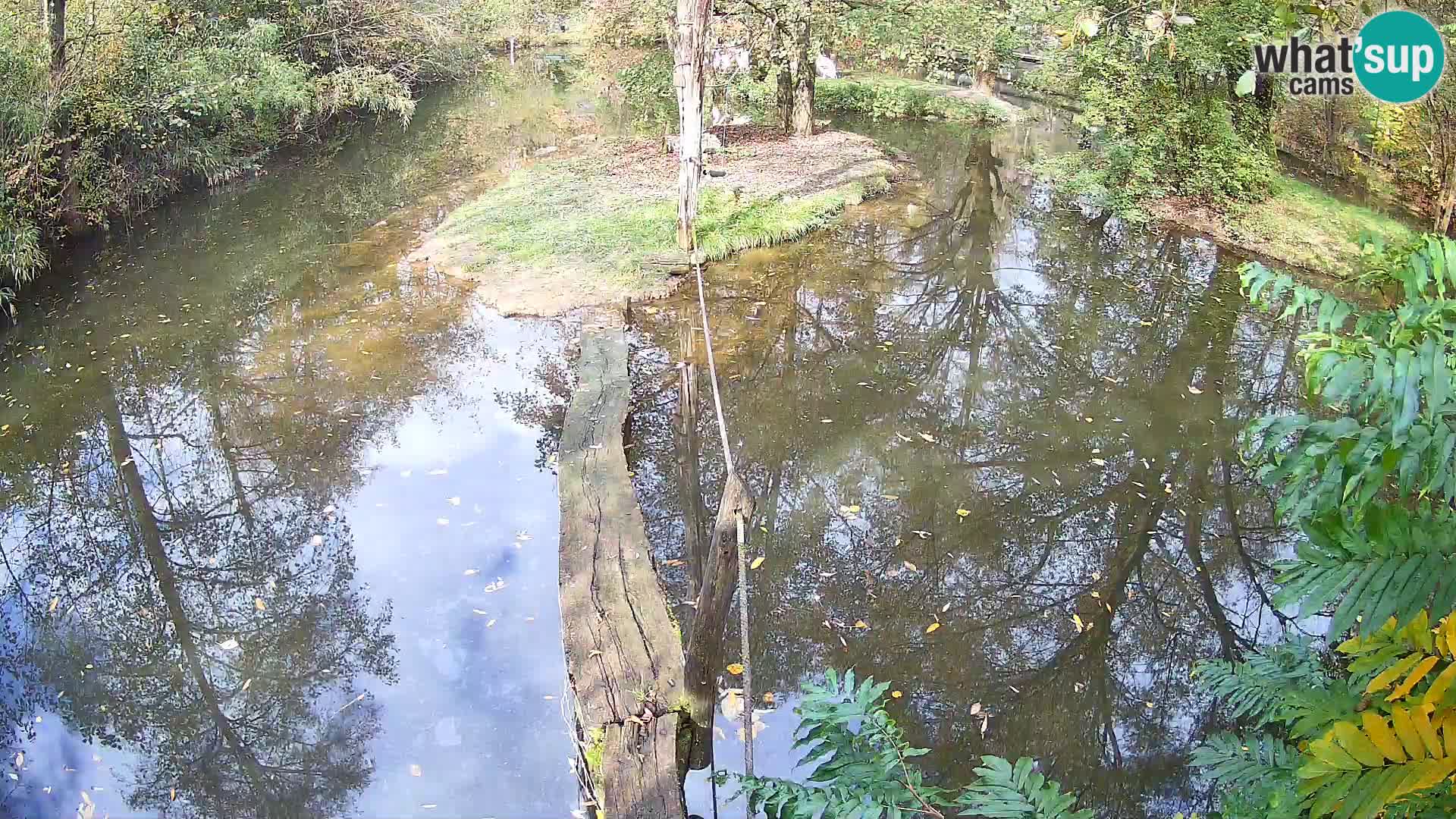 Vari bianconero Zoo Ljubljana webcam