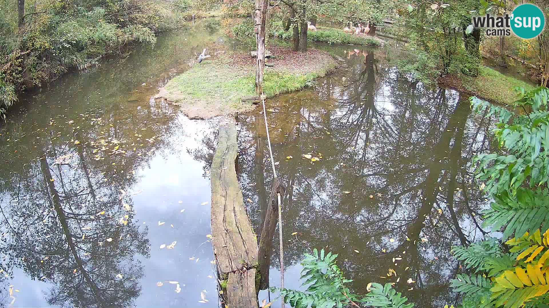 Vari noir et blanc – Ljubljana ZOO  livecam